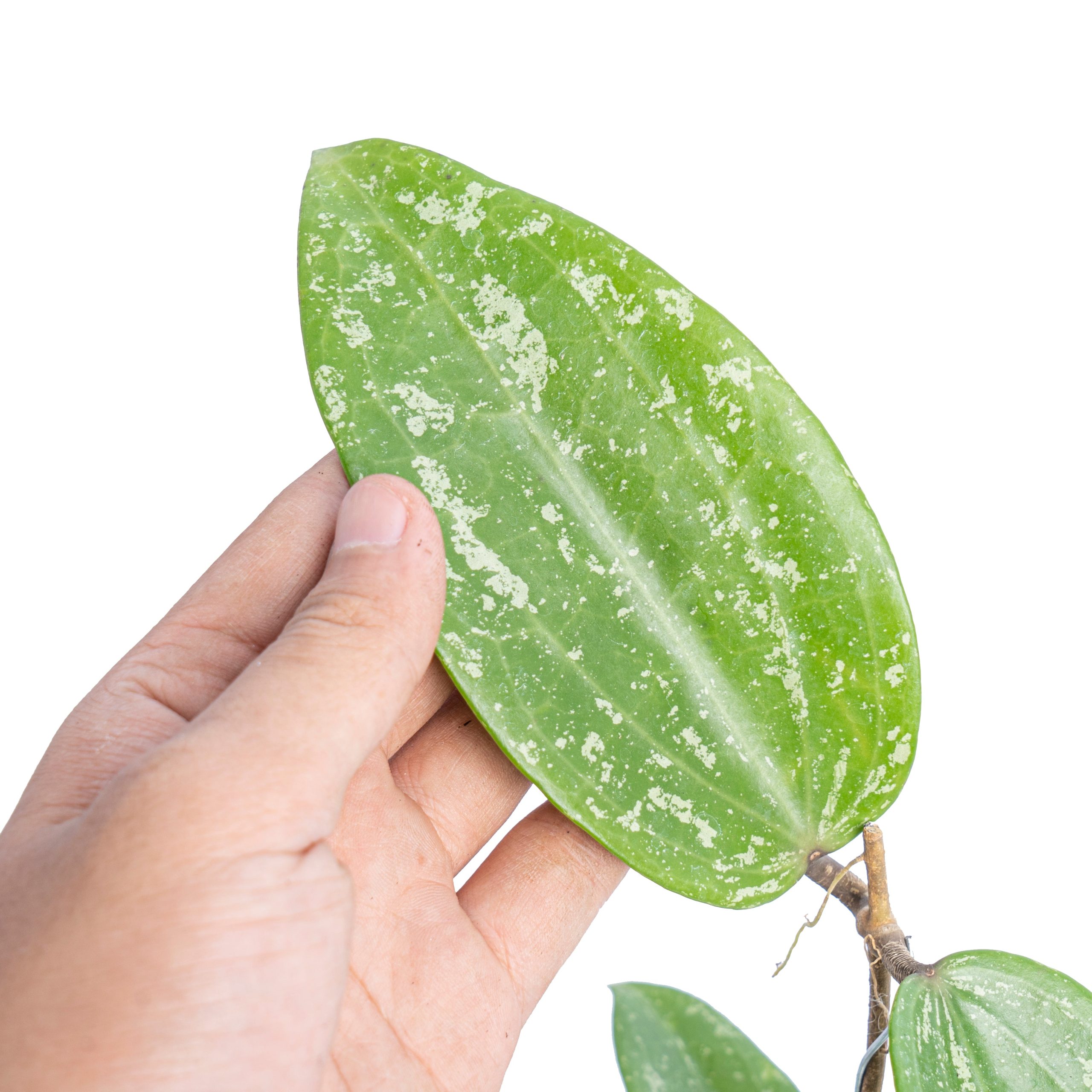 Hoya macrophylla splash - Image 2