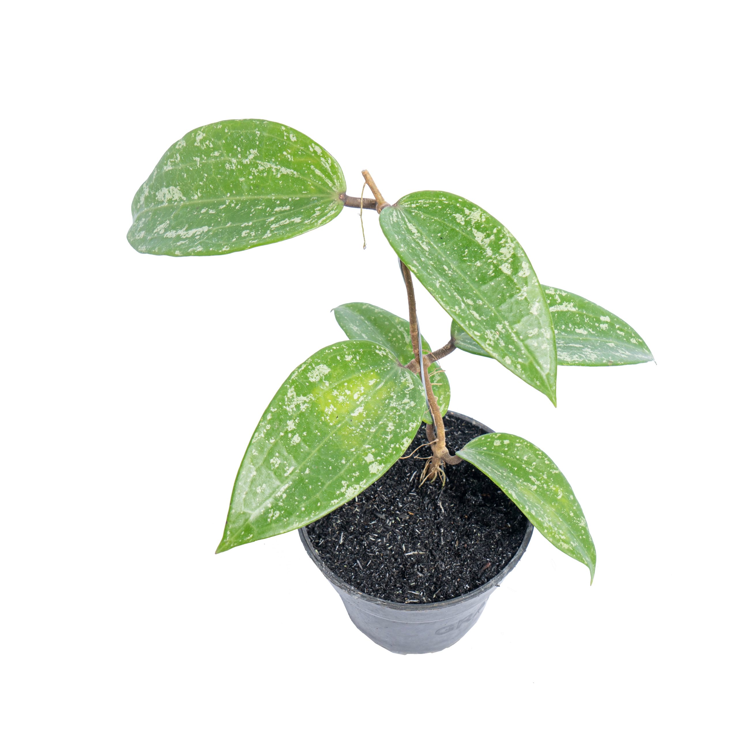 Hoya macrophylla splash - Image 3