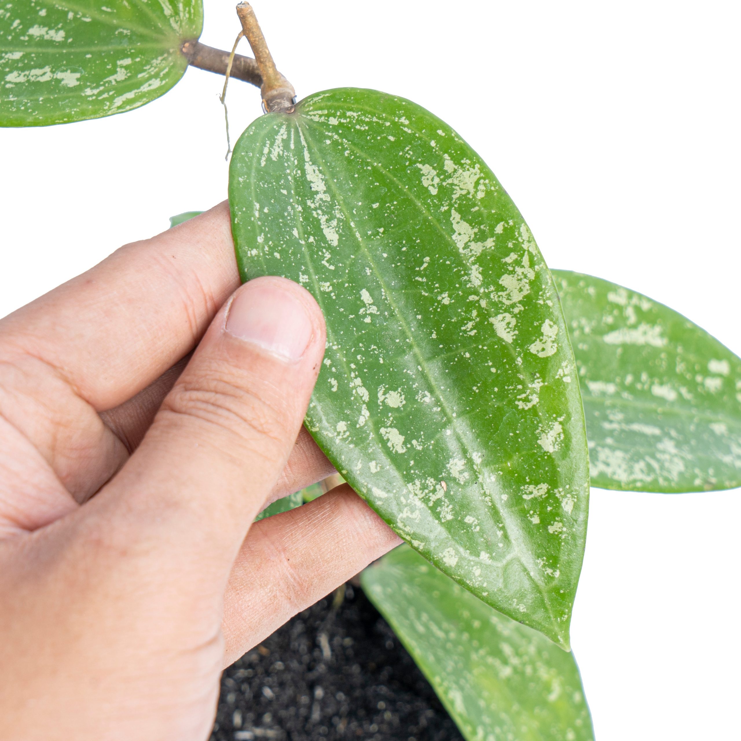 Hoya macrophylla splash - Image 4
