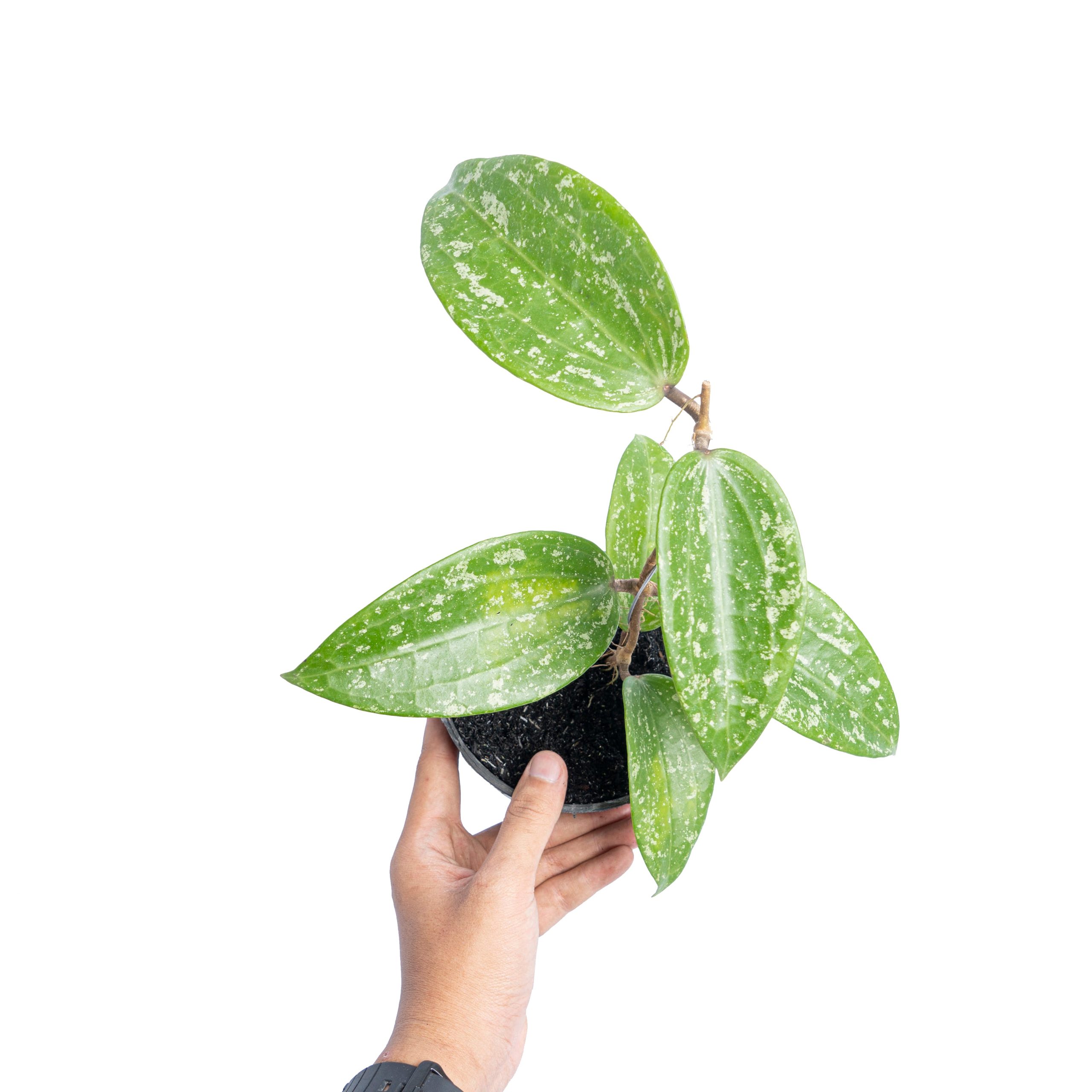 Hoya macrophylla splash - Image 5