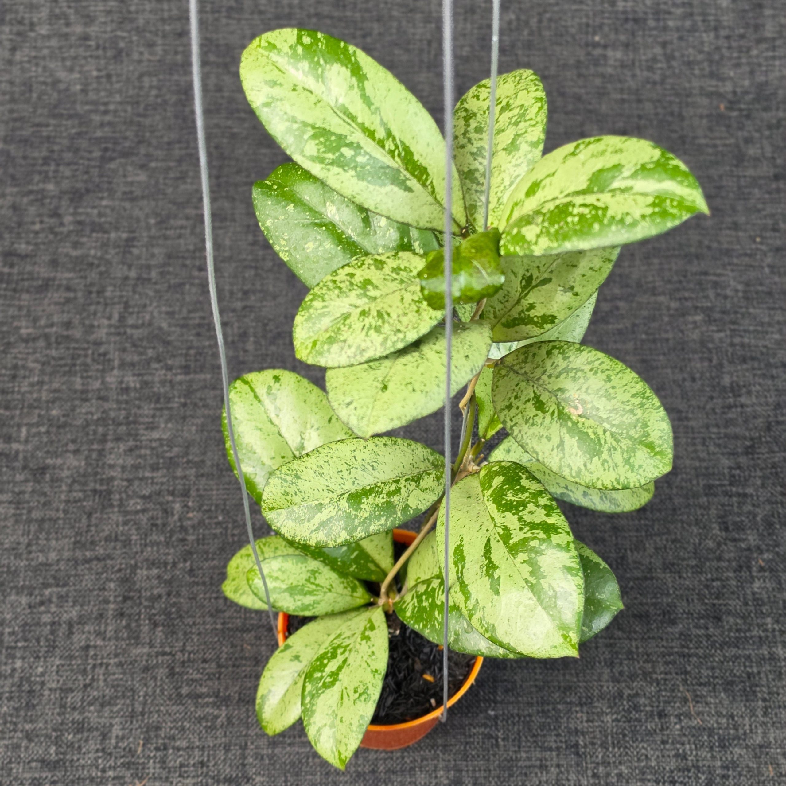 Hoya meena 'Silver' - Image 5