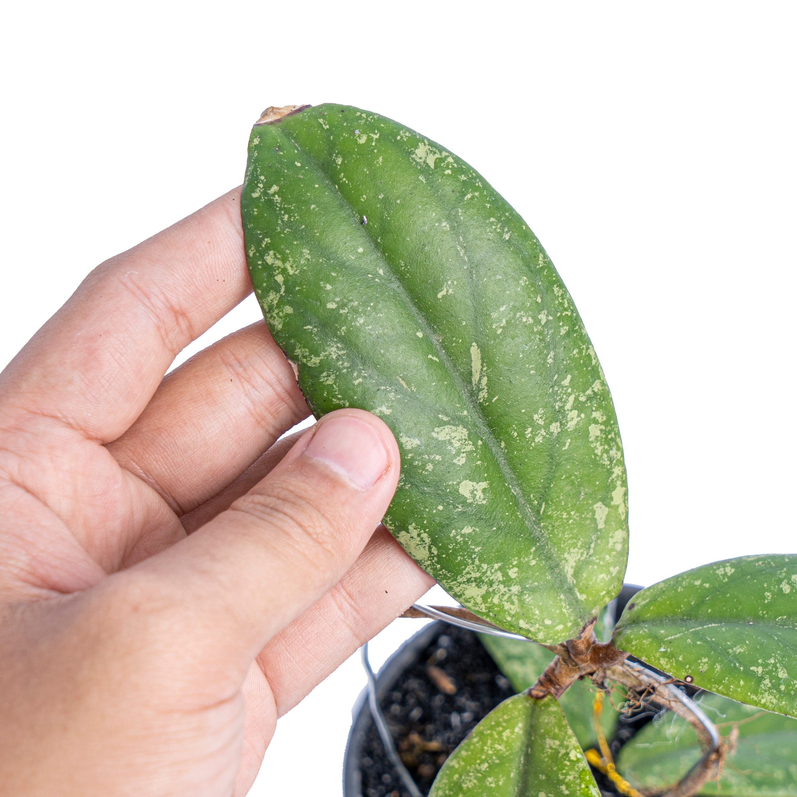 Hoya Meredithii - Image 2