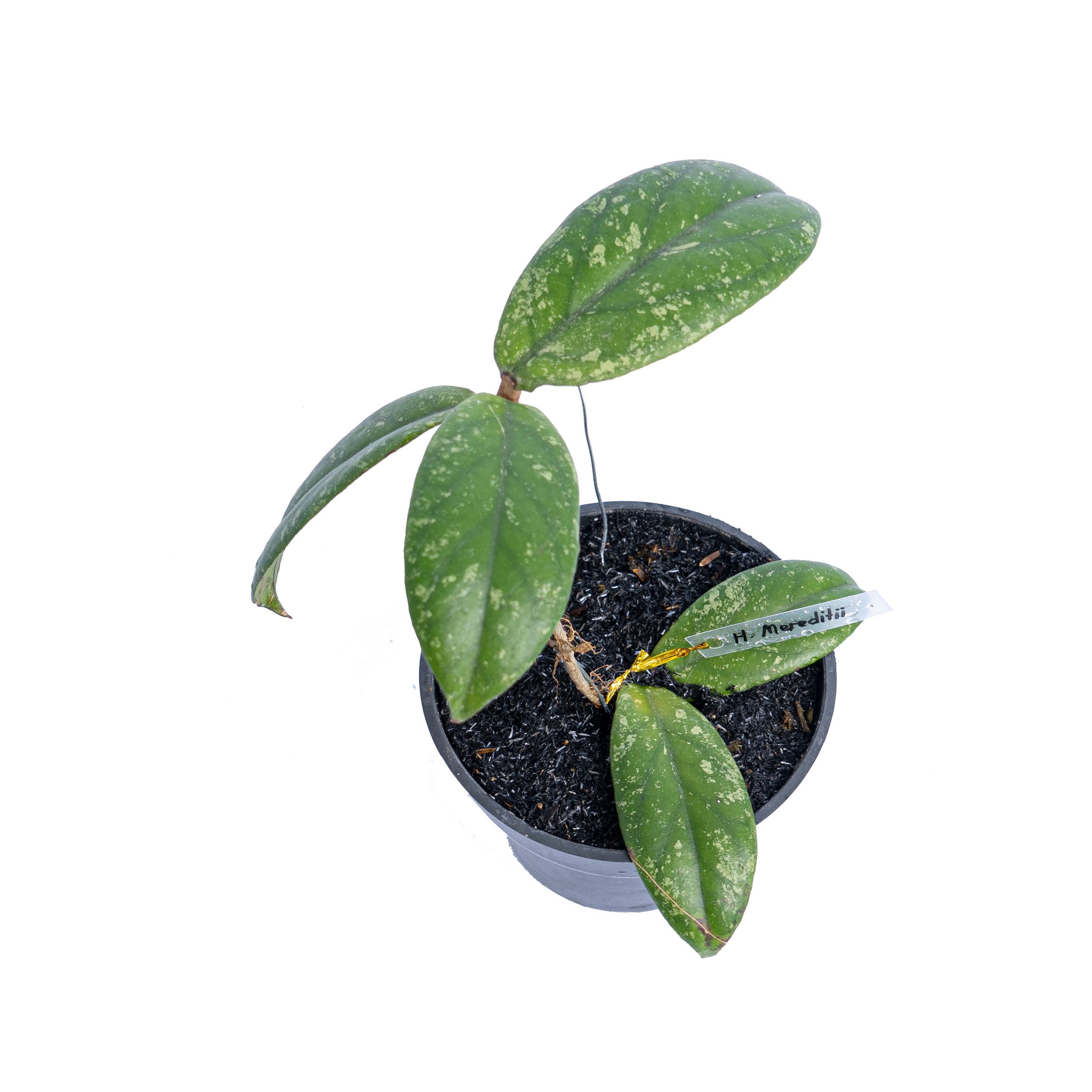 Hoya Meredithii - Image 3