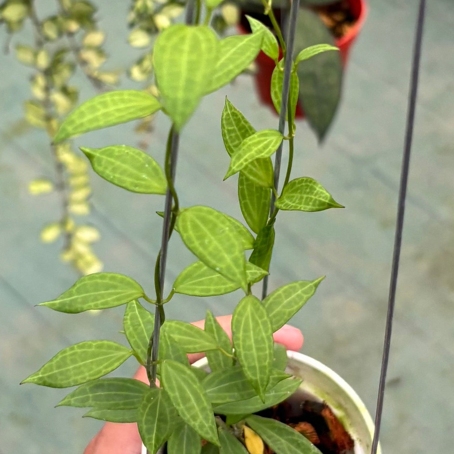 Hoya microdwarf - Image 3