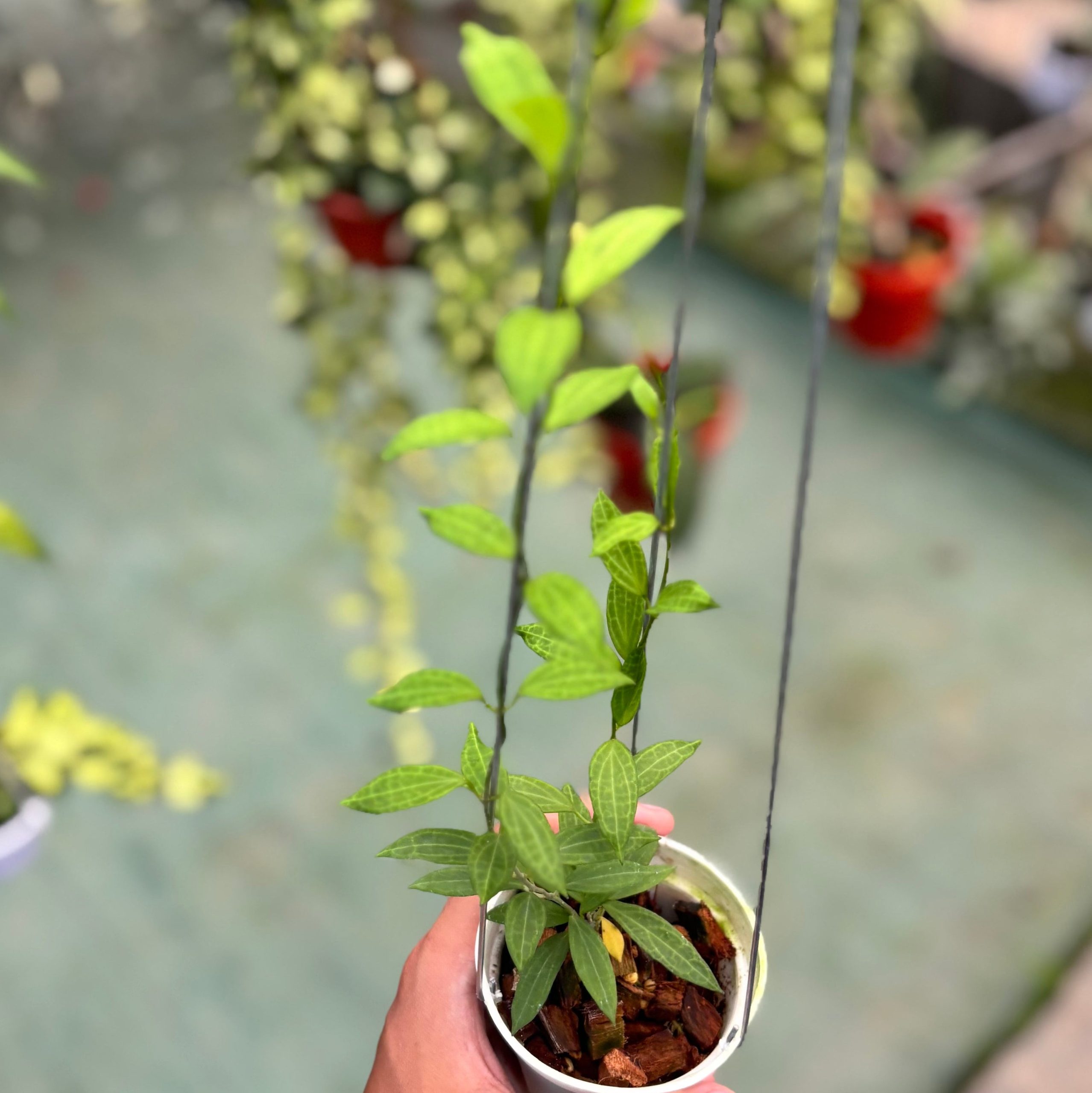 Hoya microdwarf - Image 4