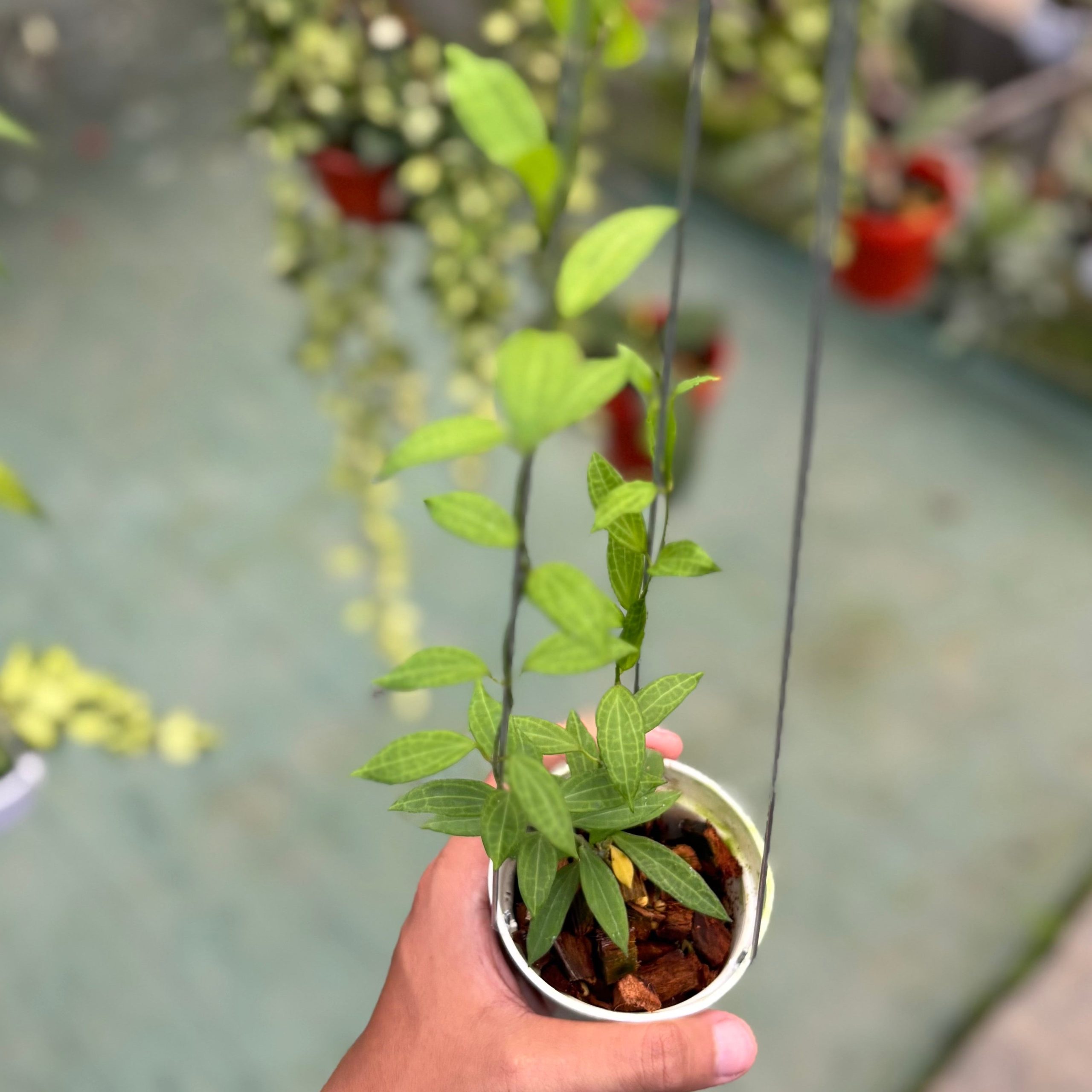 Hoya microdwarf - Image 5