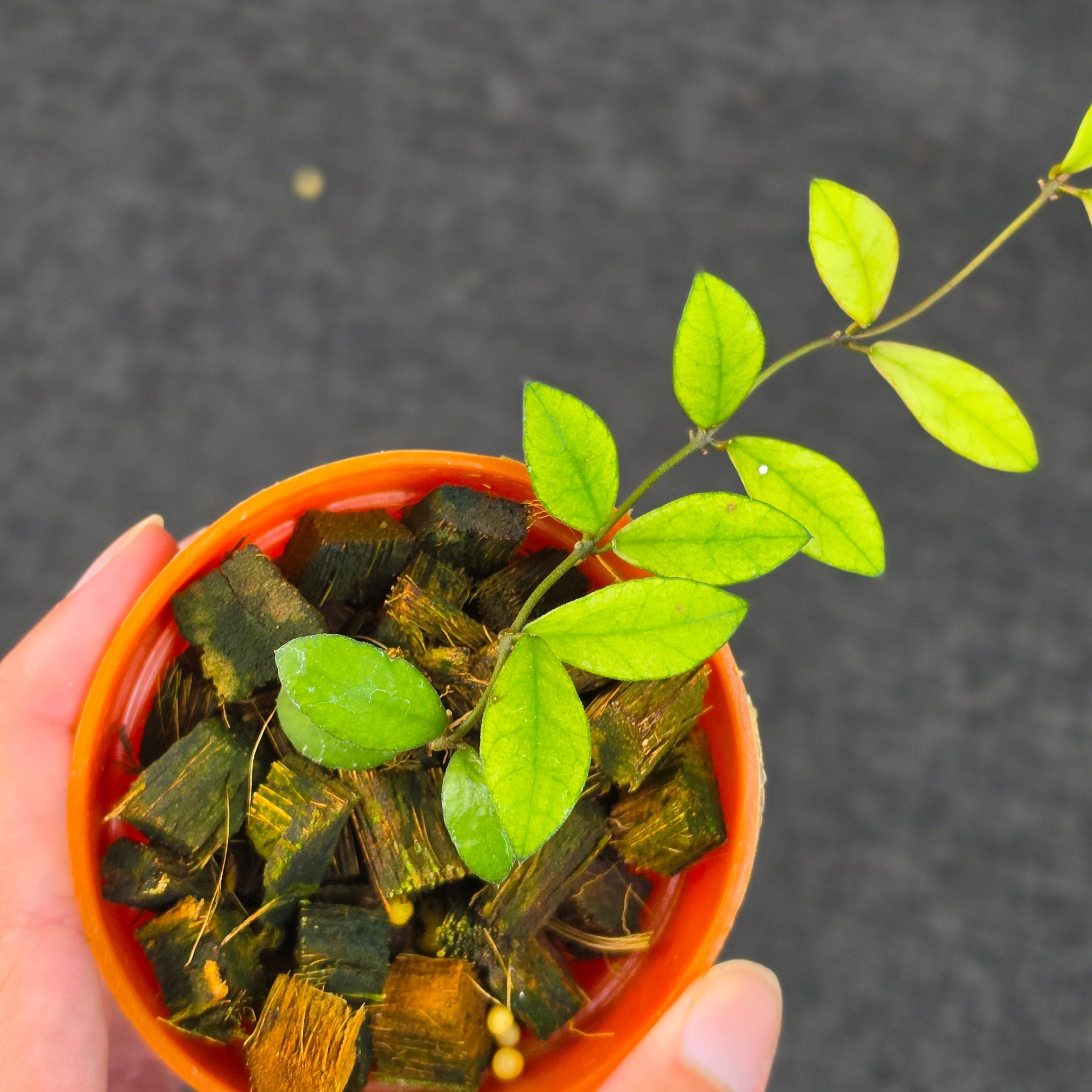 Hoya 'Mini Coin Variegata' - Image 3