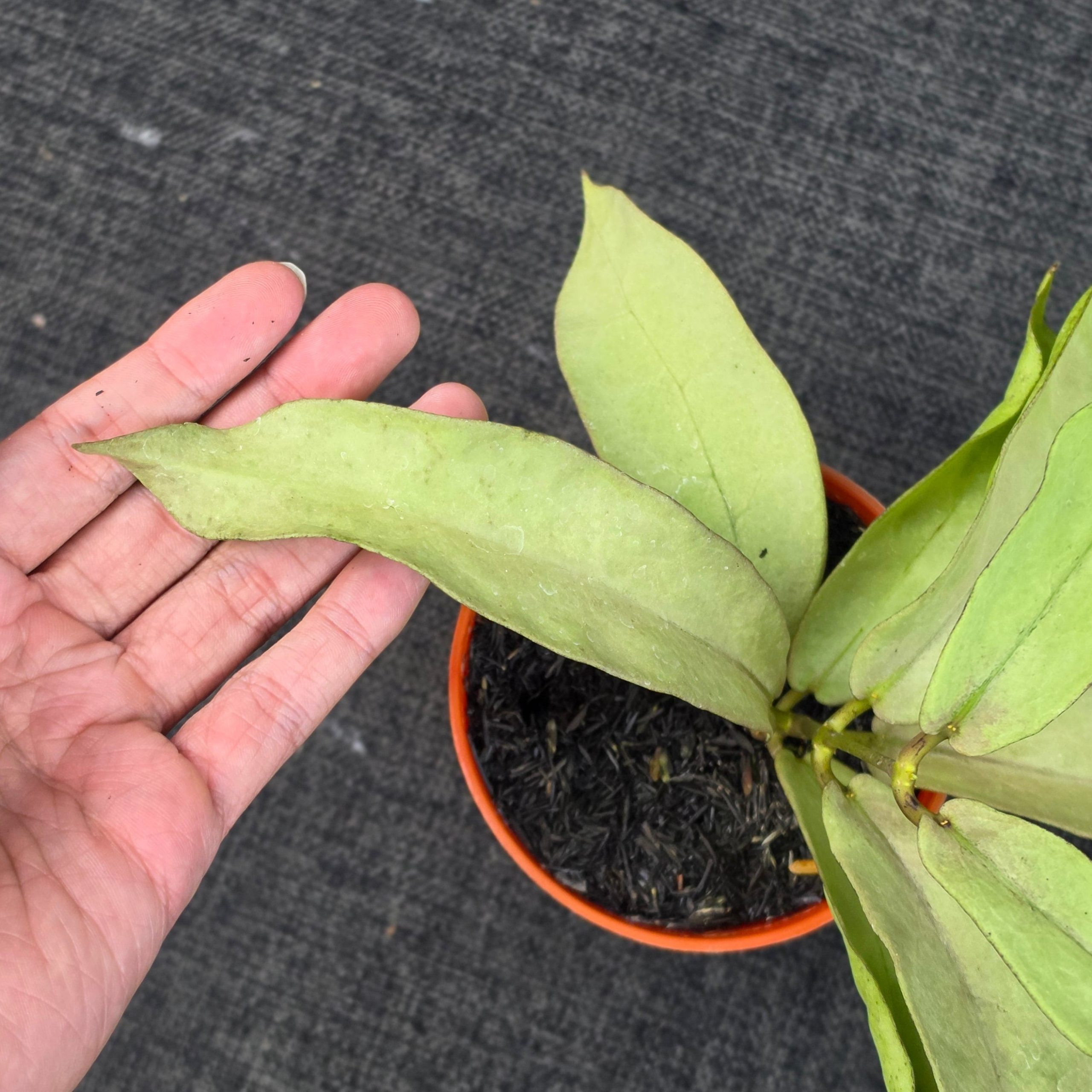 Hoya mitrata 'Pearl Gold' - Image 2