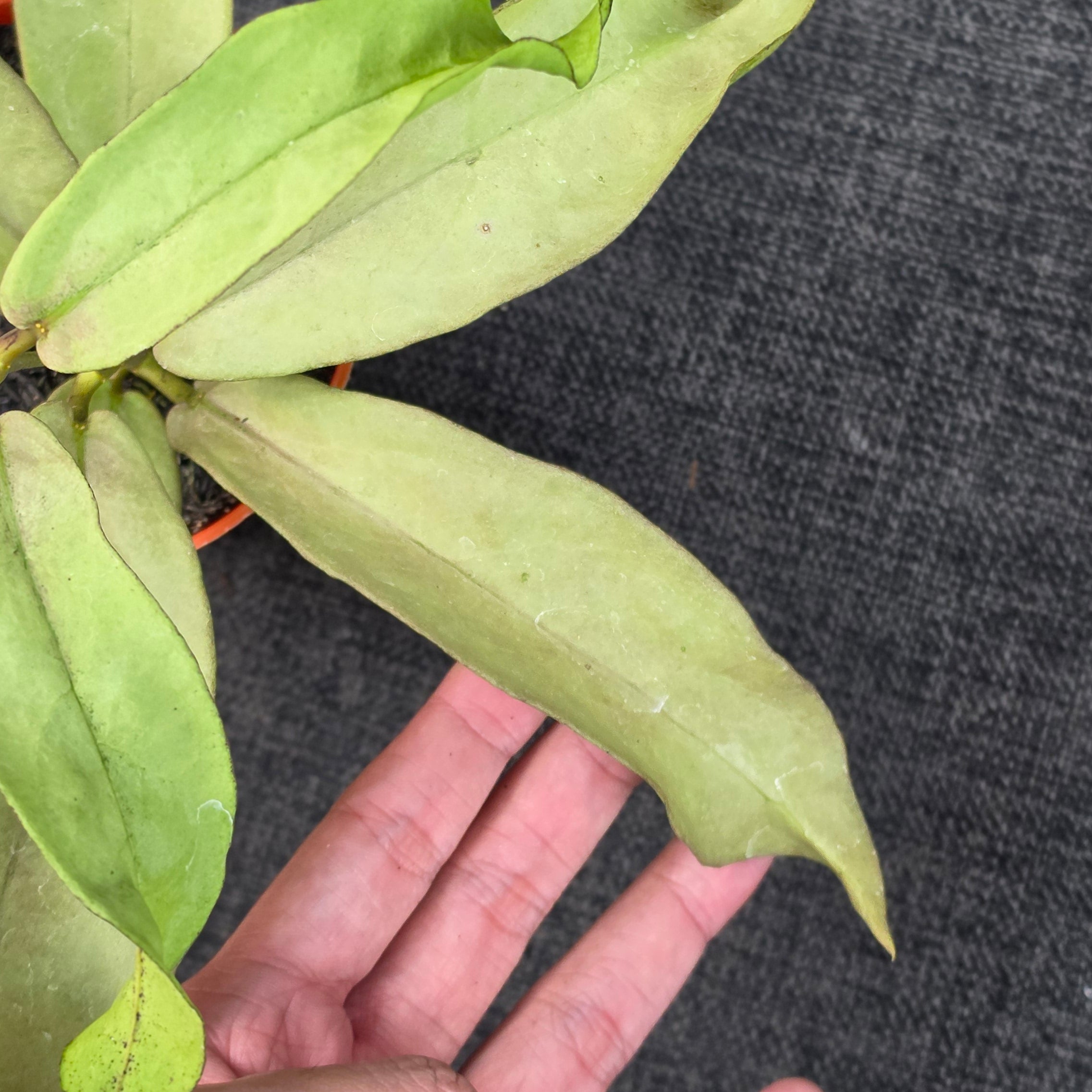 Hoya mitrata 'Pearl Gold' - Image 3