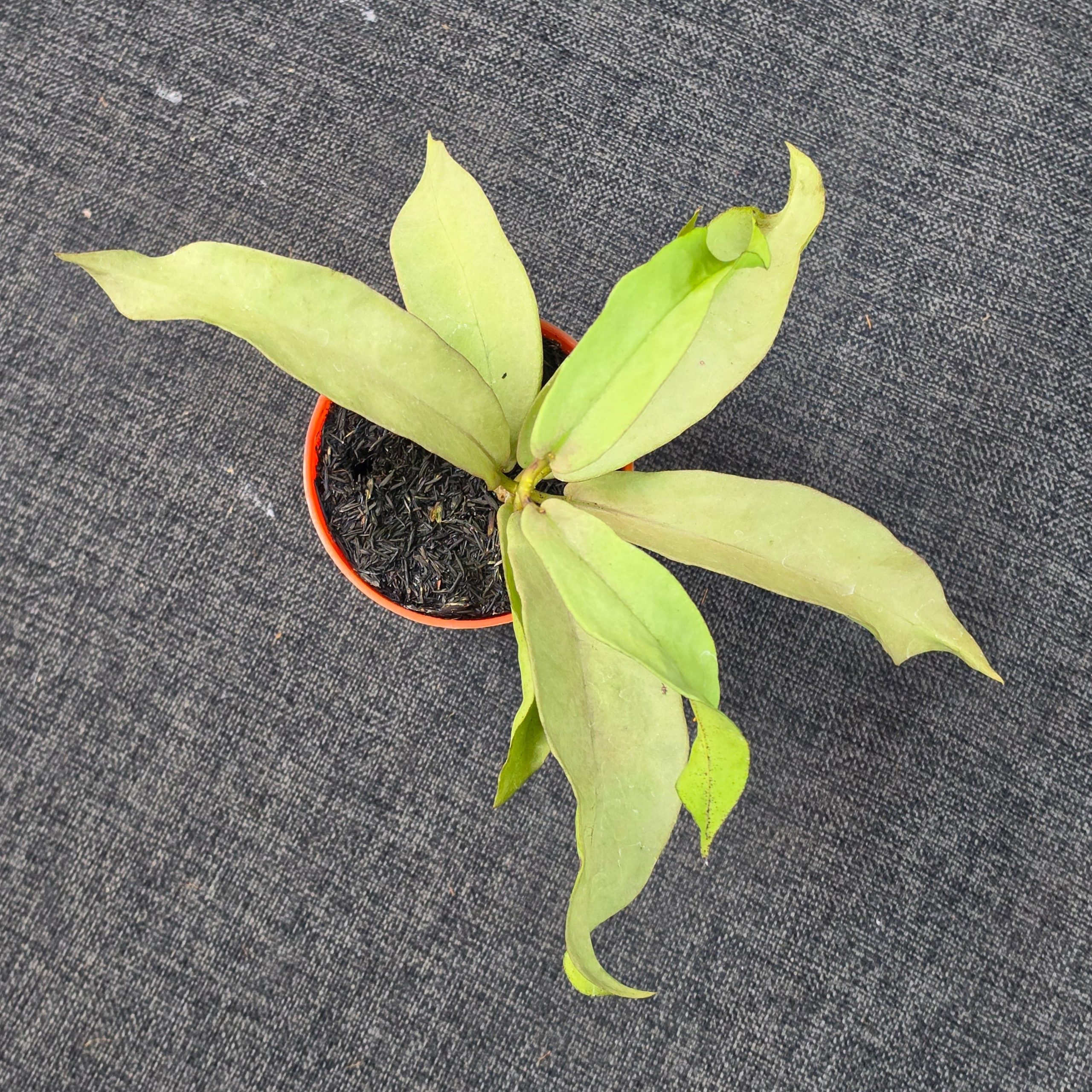Hoya mitrata 'Pearl Gold' - Image 4