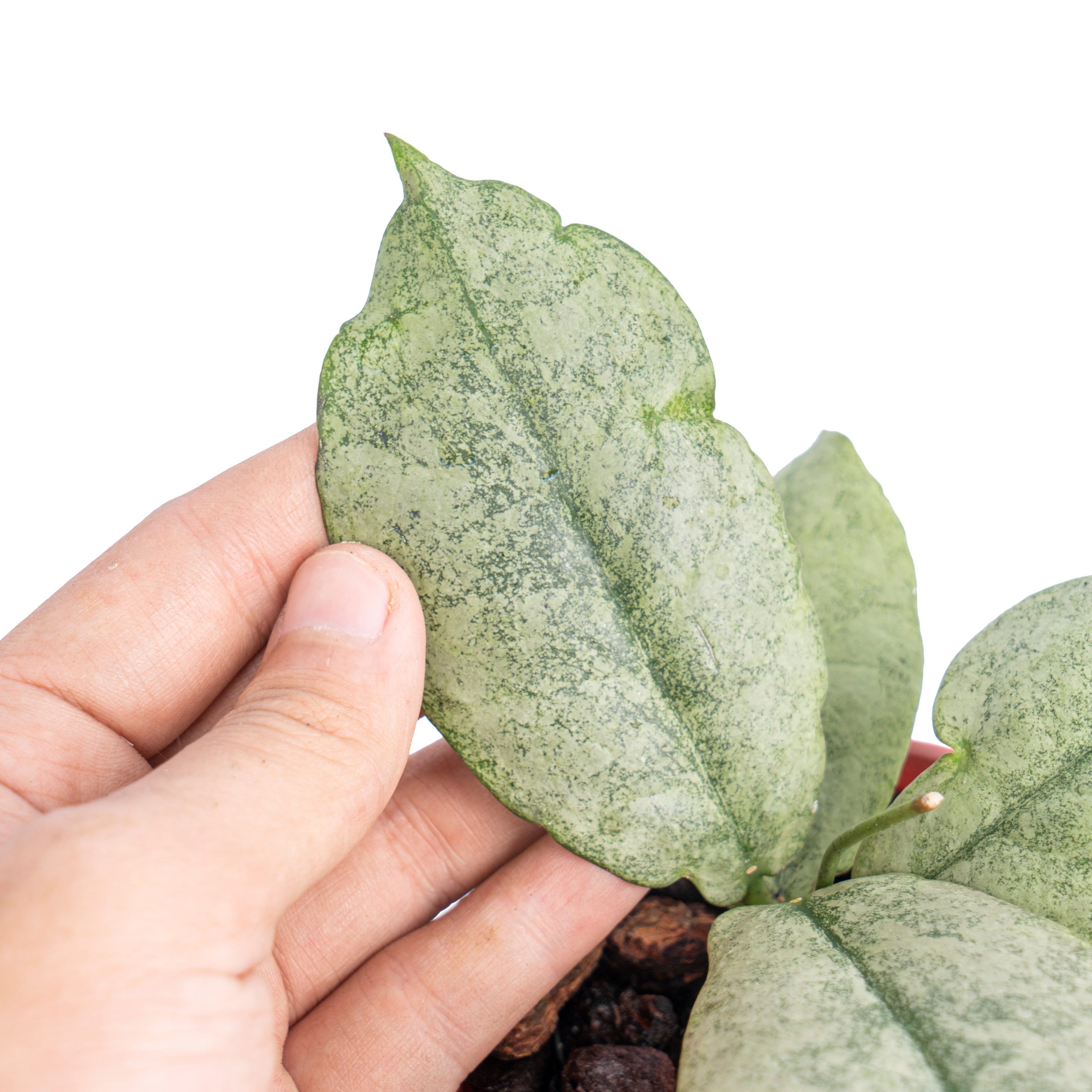 Hoya mitrata silver - Image 2
