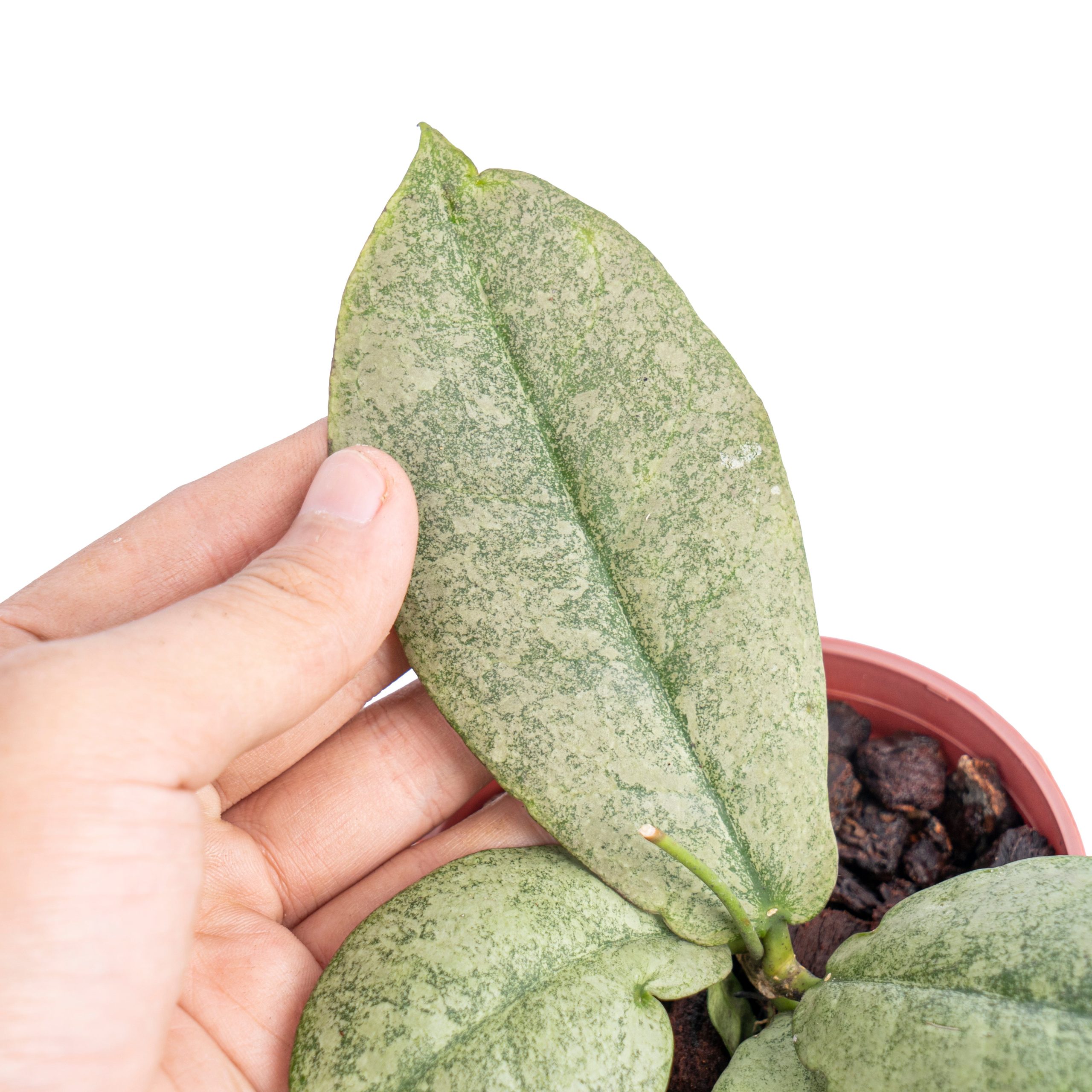 Hoya mitrata silver - Image 3