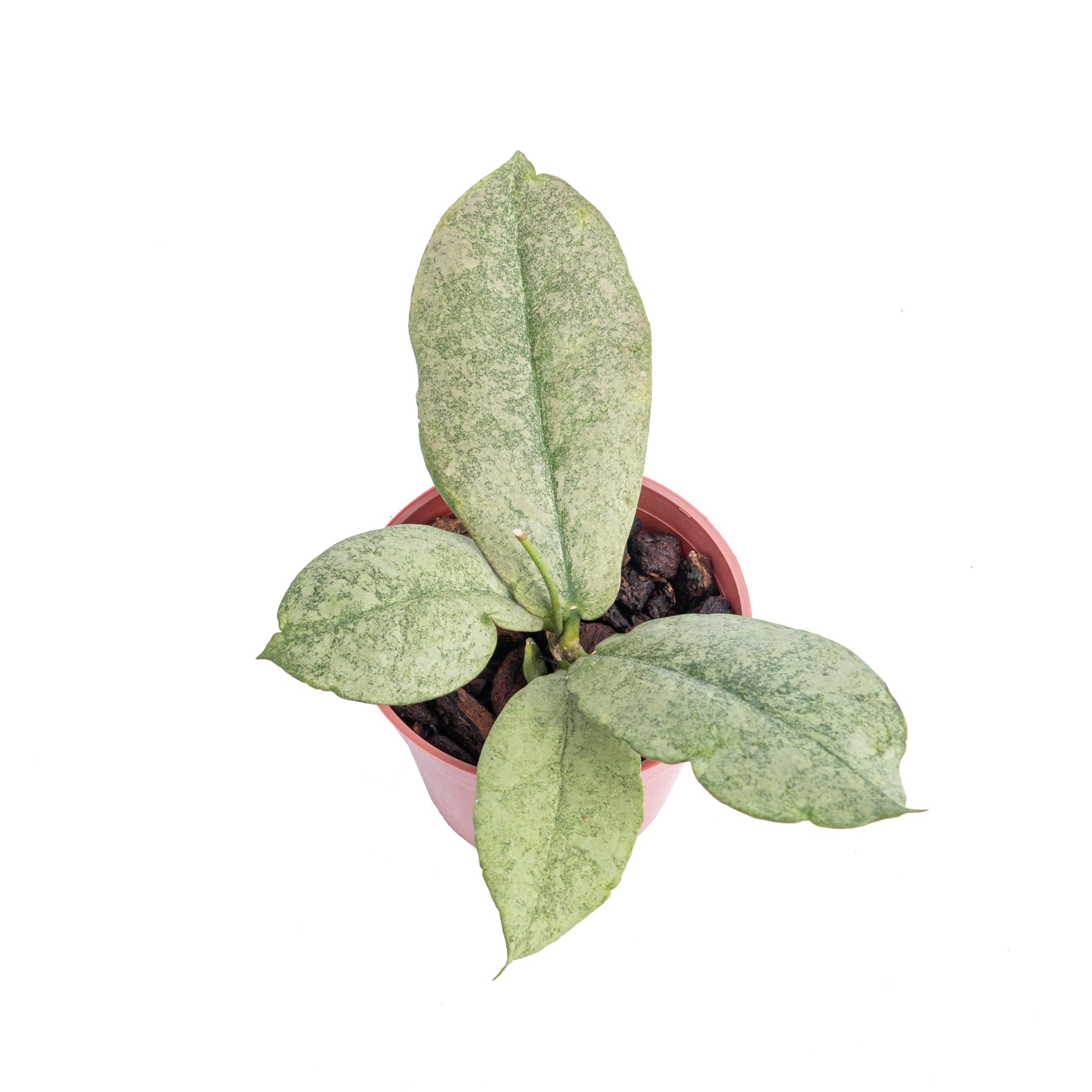 Hoya mitrata silver - Image 4