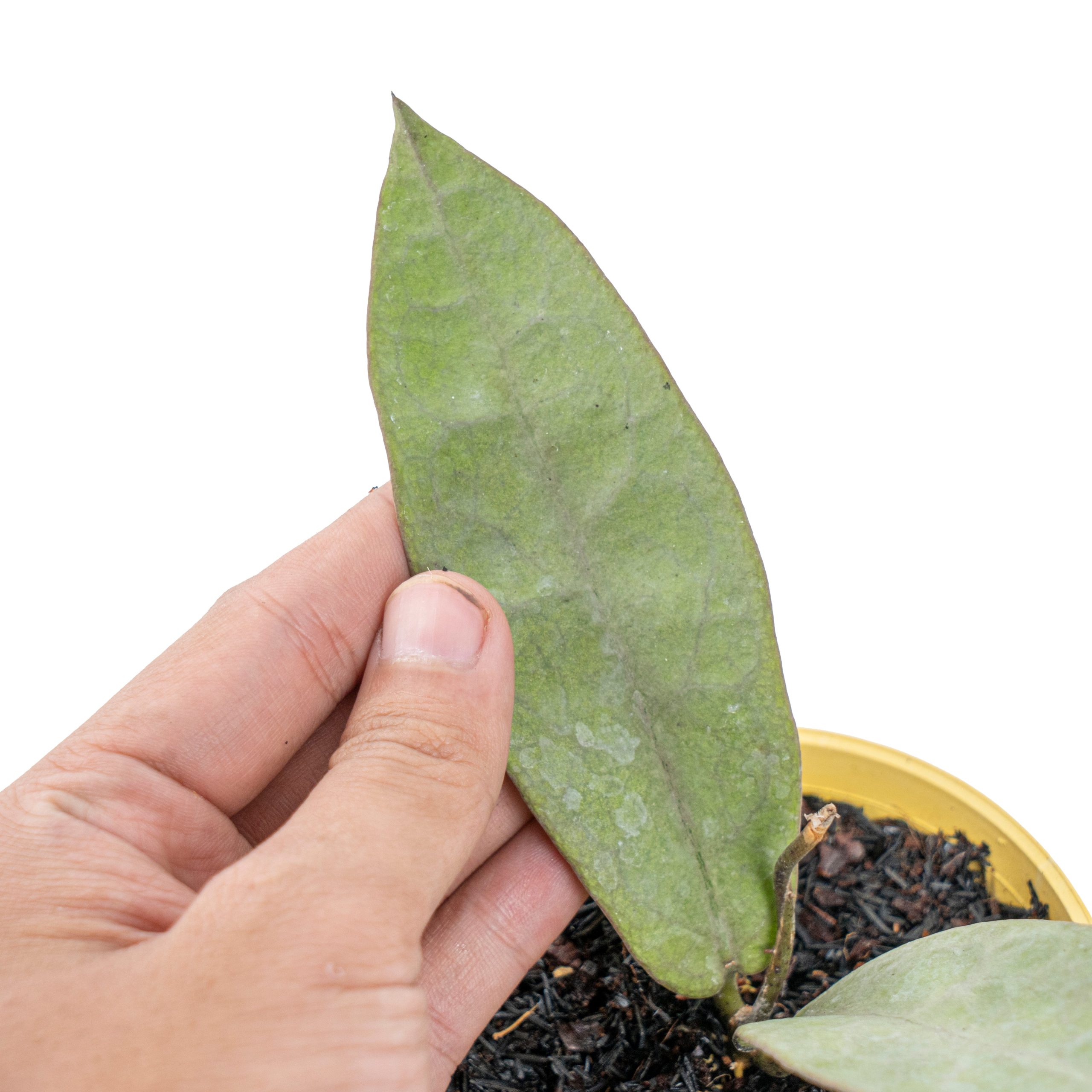 Hoya mitrata silver pearl - Image 2