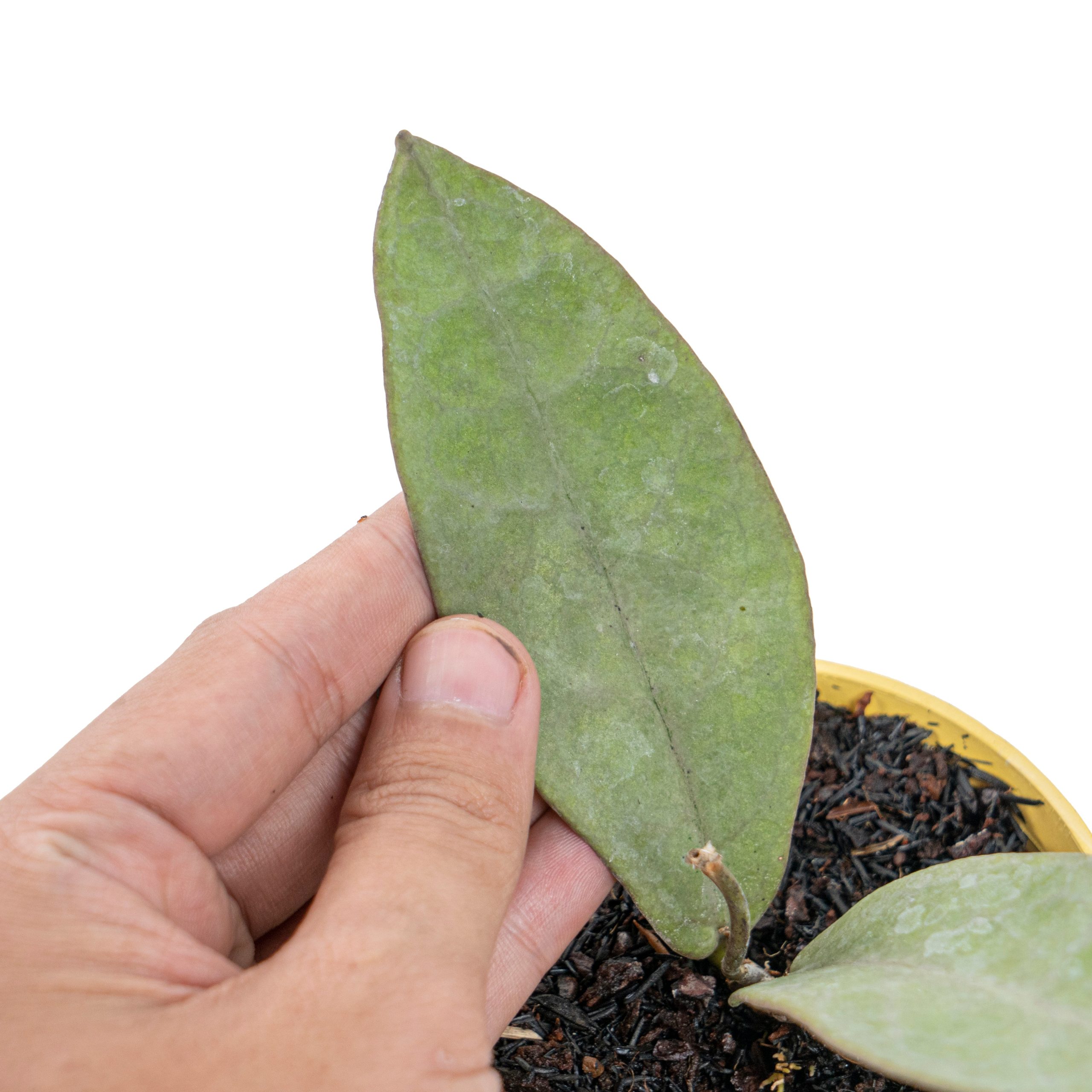 Hoya mitrata silver pearl - Image 3