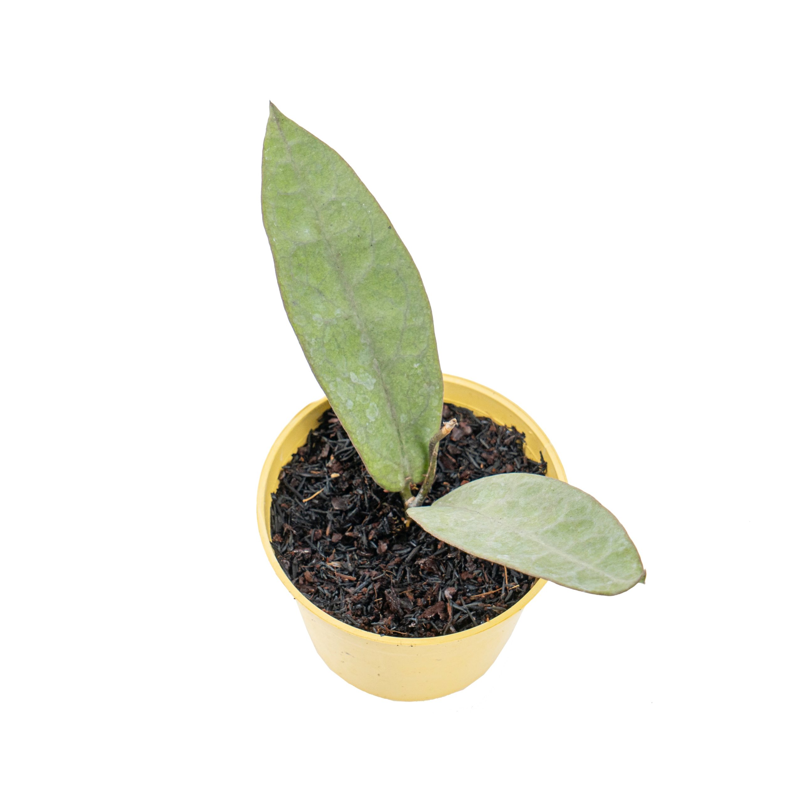 Hoya mitrata silver pearl - Image 4