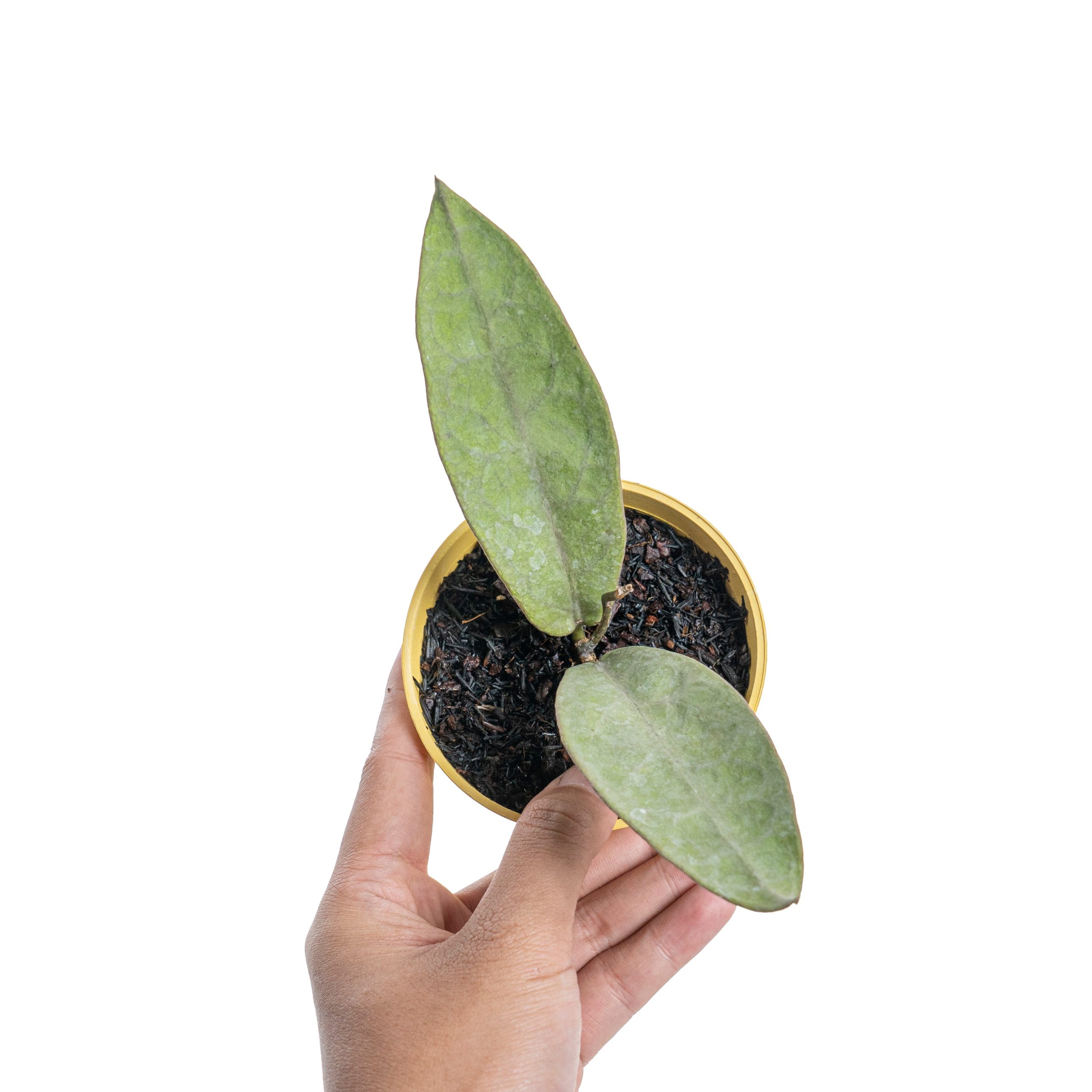 Hoya mitrata silver pearl - Image 5