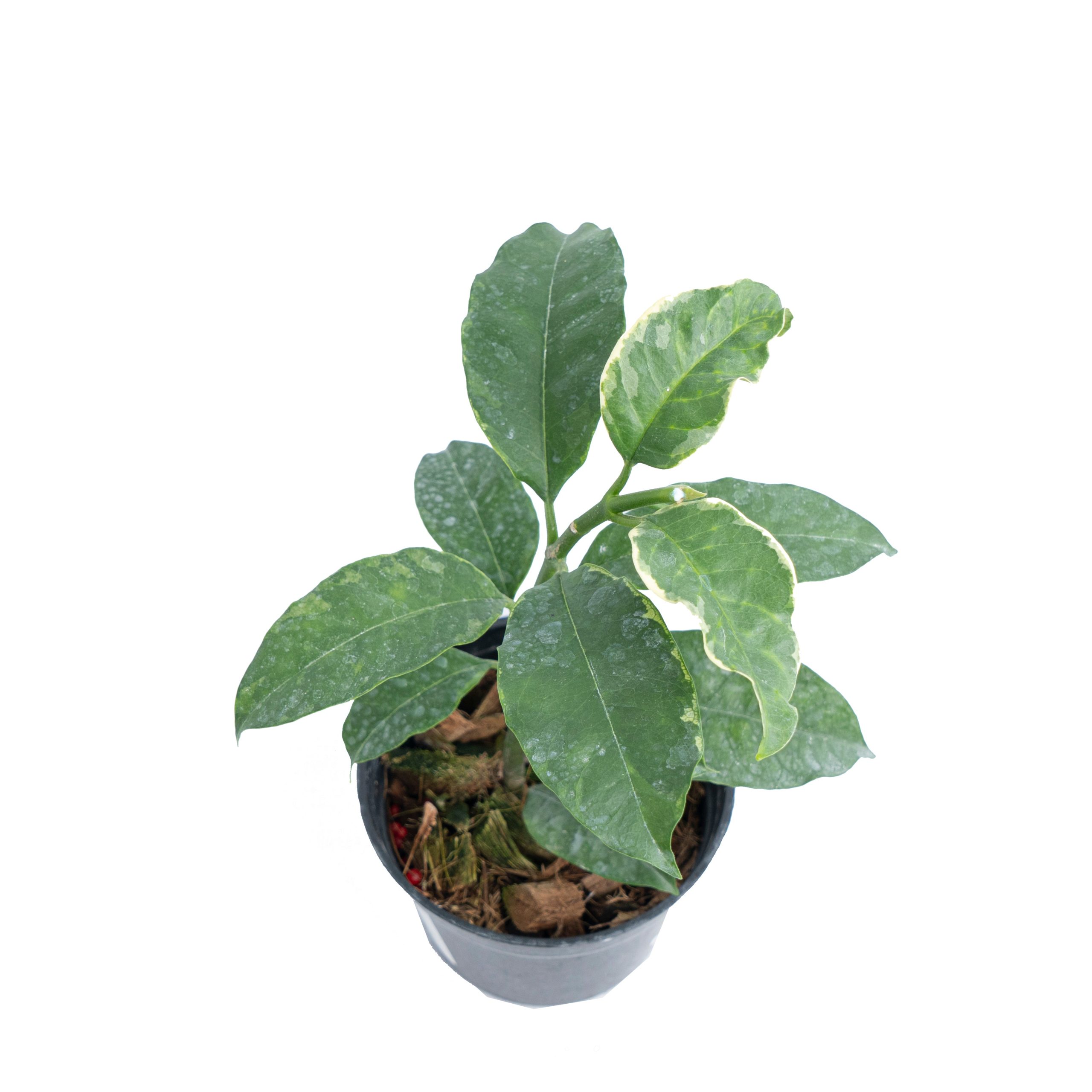 Hoya Multiflora Albomarginata - Image 4