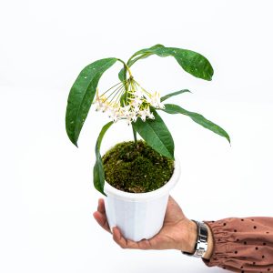 Hoya Multiflora Javanica