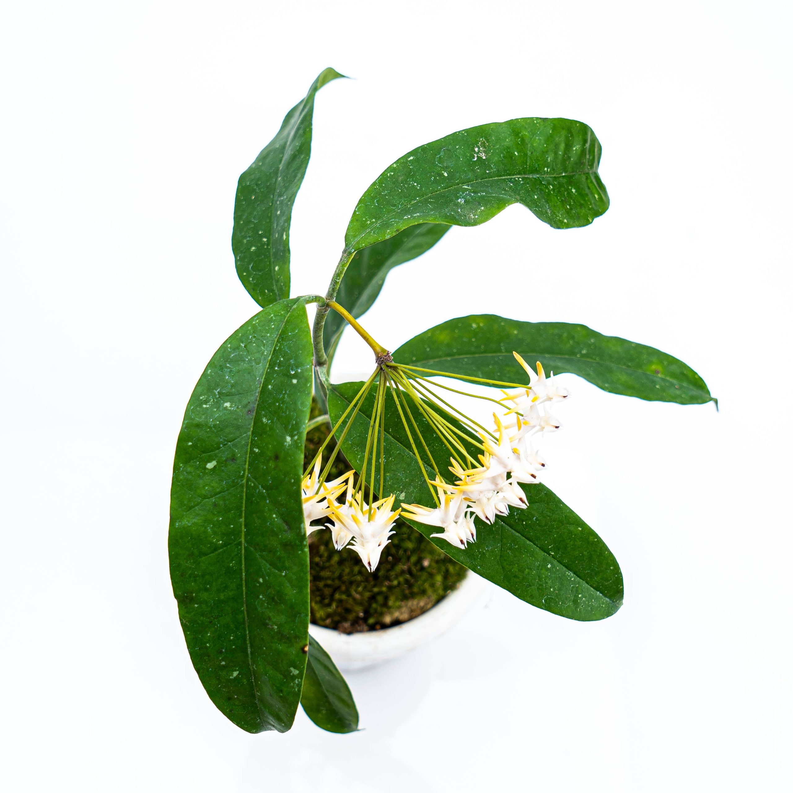 Hoya Multiflora Javanica - Image 2
