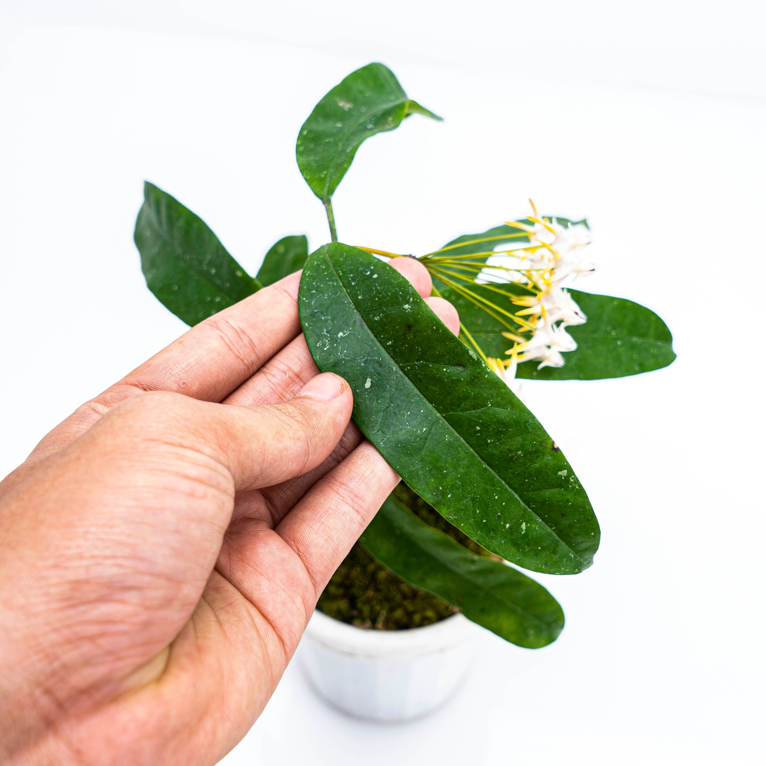 Hoya Multiflora Javanica - Image 3