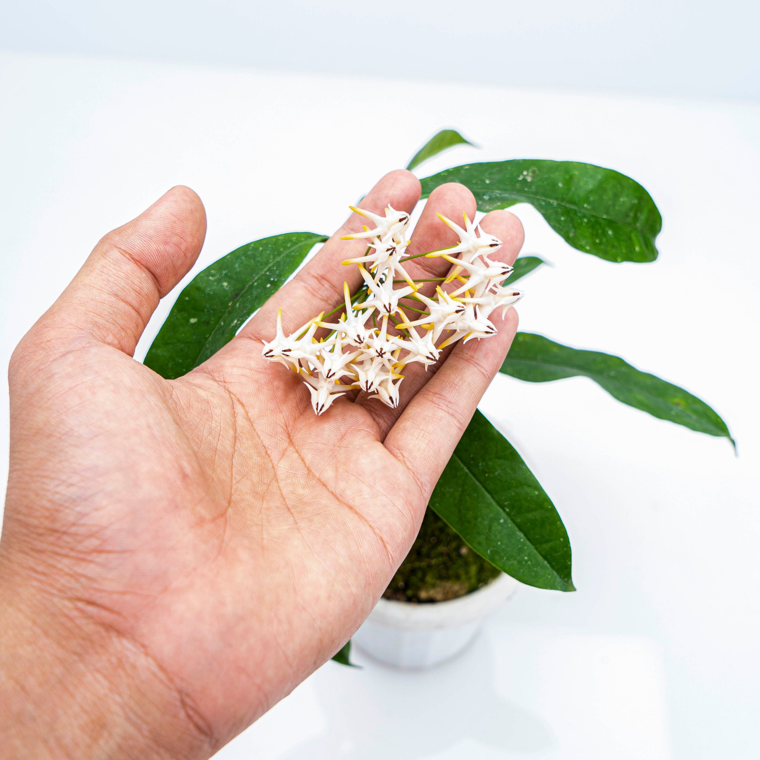 Hoya Multiflora Javanica - Image 4