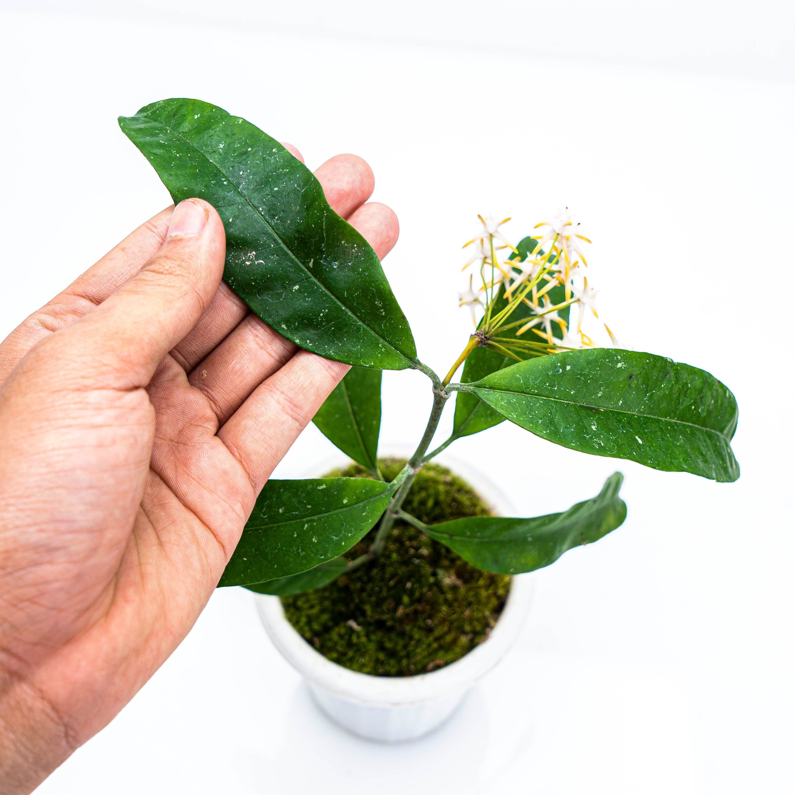 Hoya Multiflora Javanica - Image 5