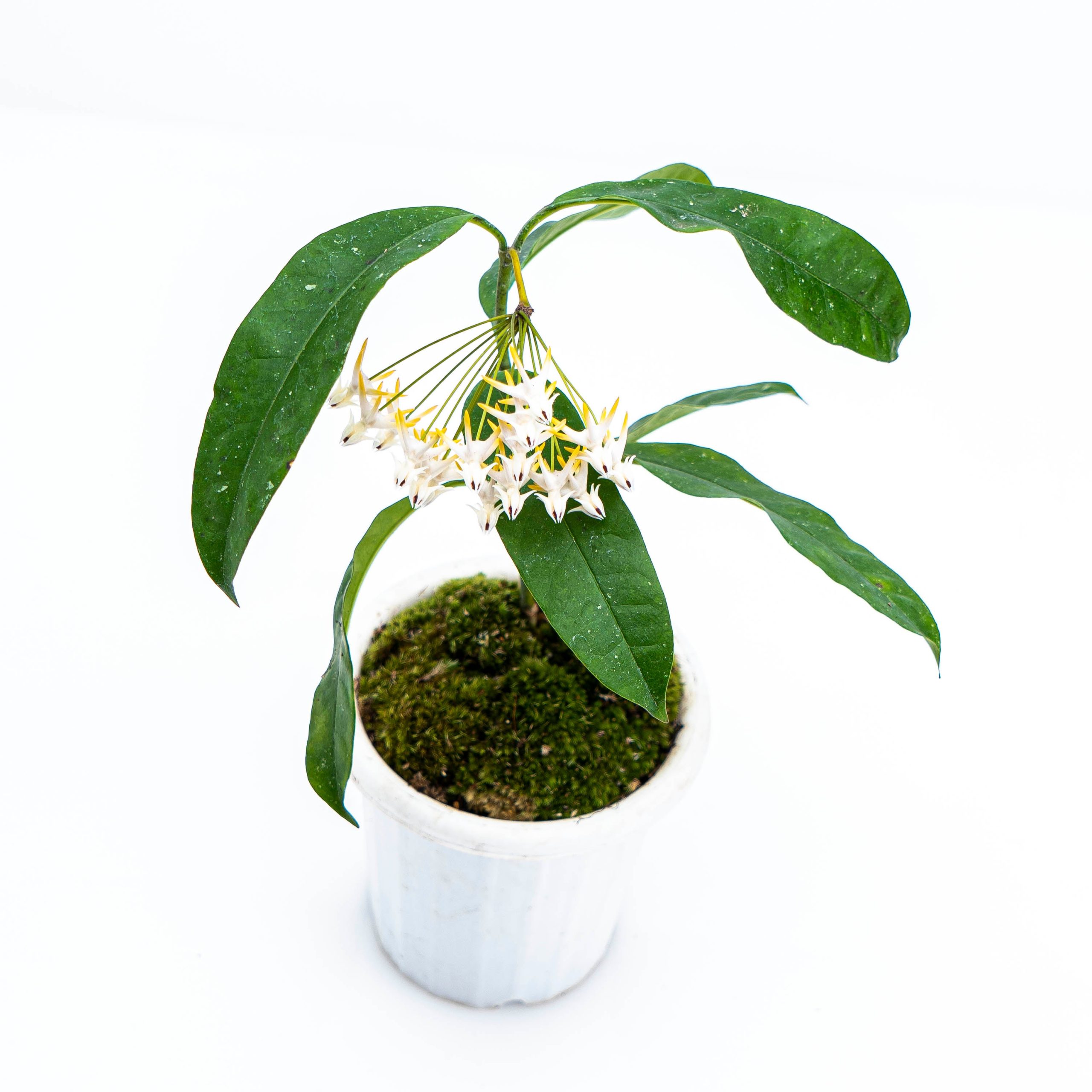 Hoya Multiflora Javanica - Image 6