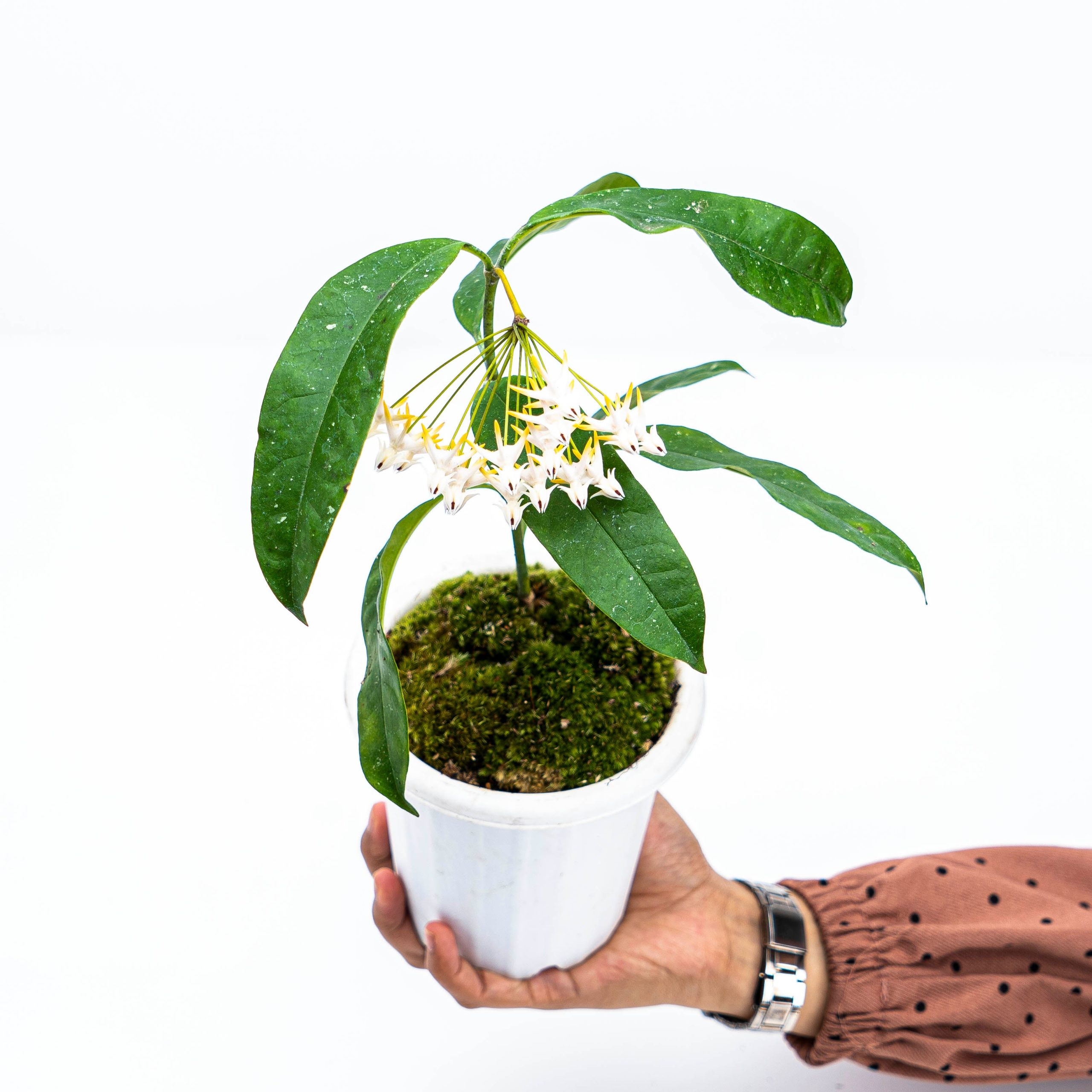 Hoya Multiflora Javanica - Image 7