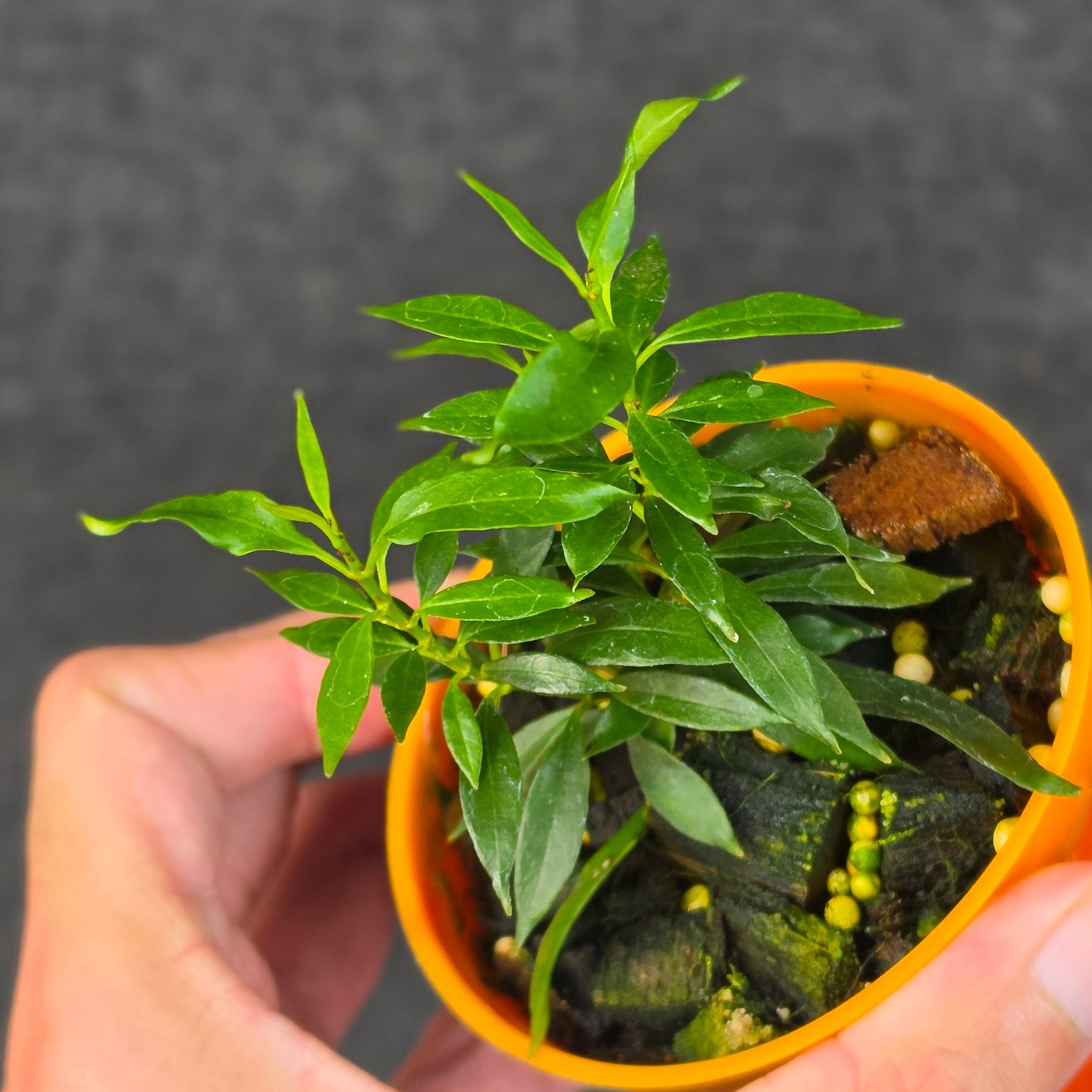 Hoya multiflora minion - Image 3