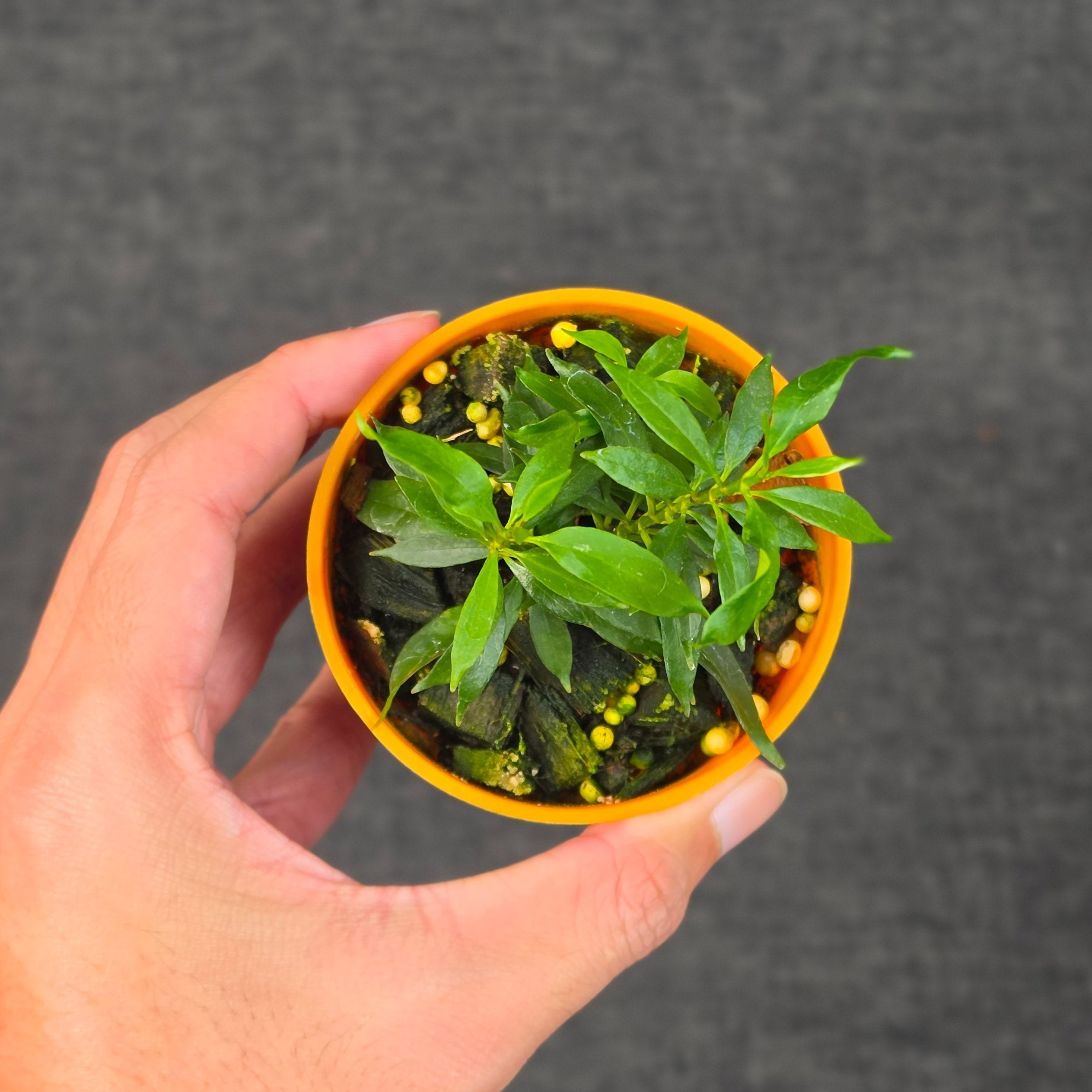 Hoya multiflora minion - Image 4