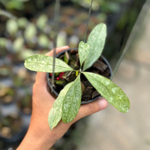 Hoya multiflora silver