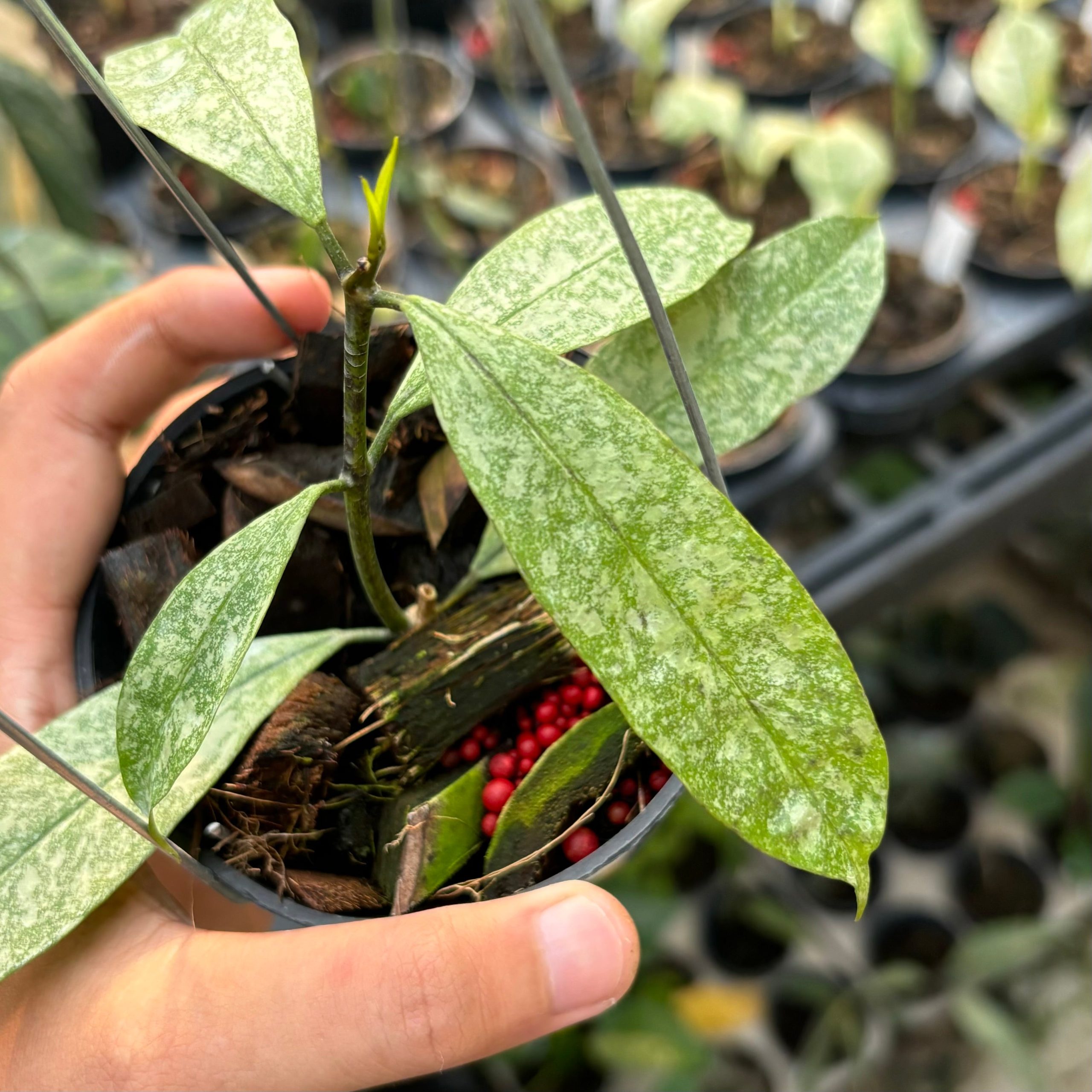 Hoya multiflora silver - Image 2