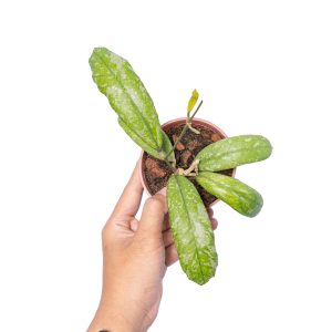 Hoya New Sp Sumatra