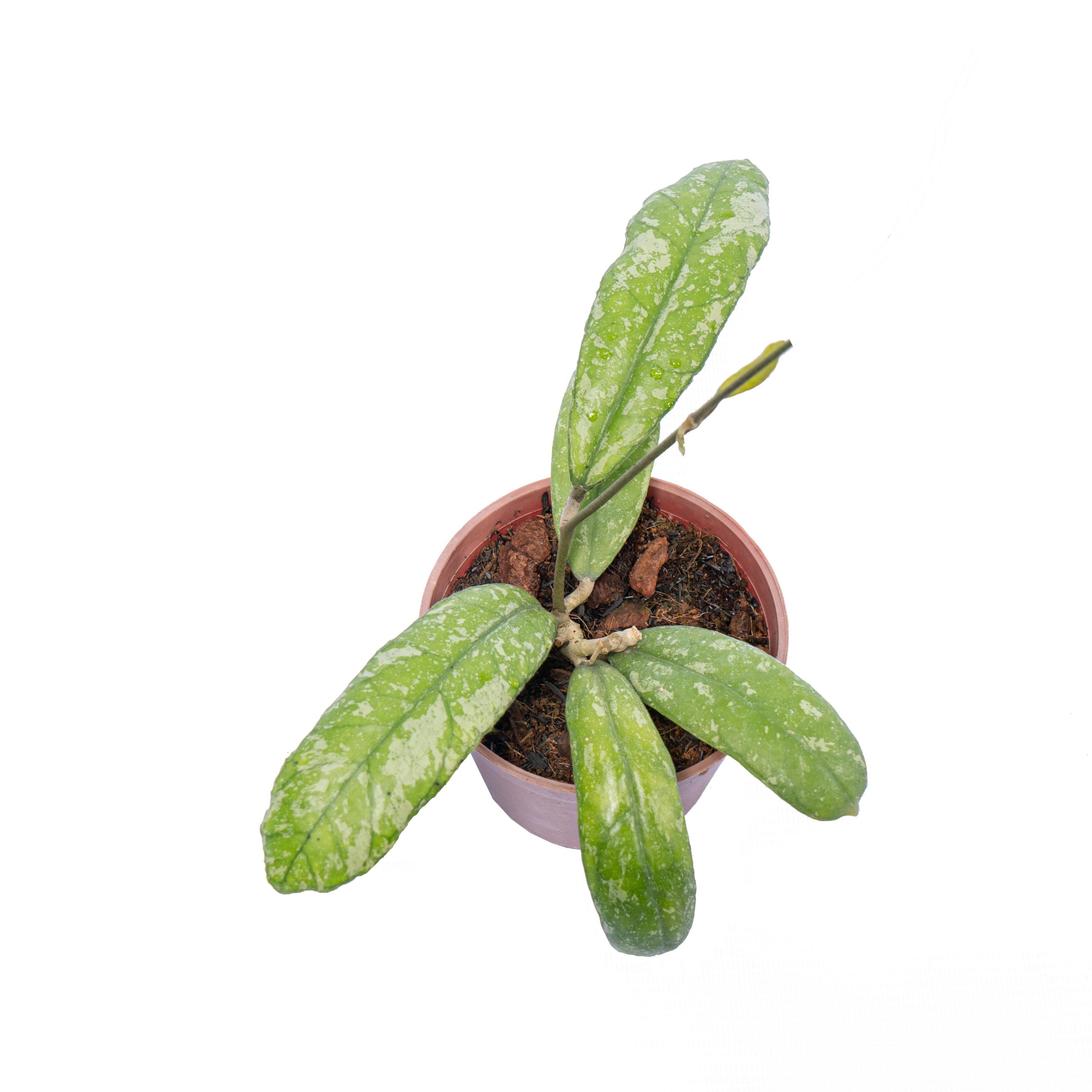 Hoya New Sp Sumatra - Image 5