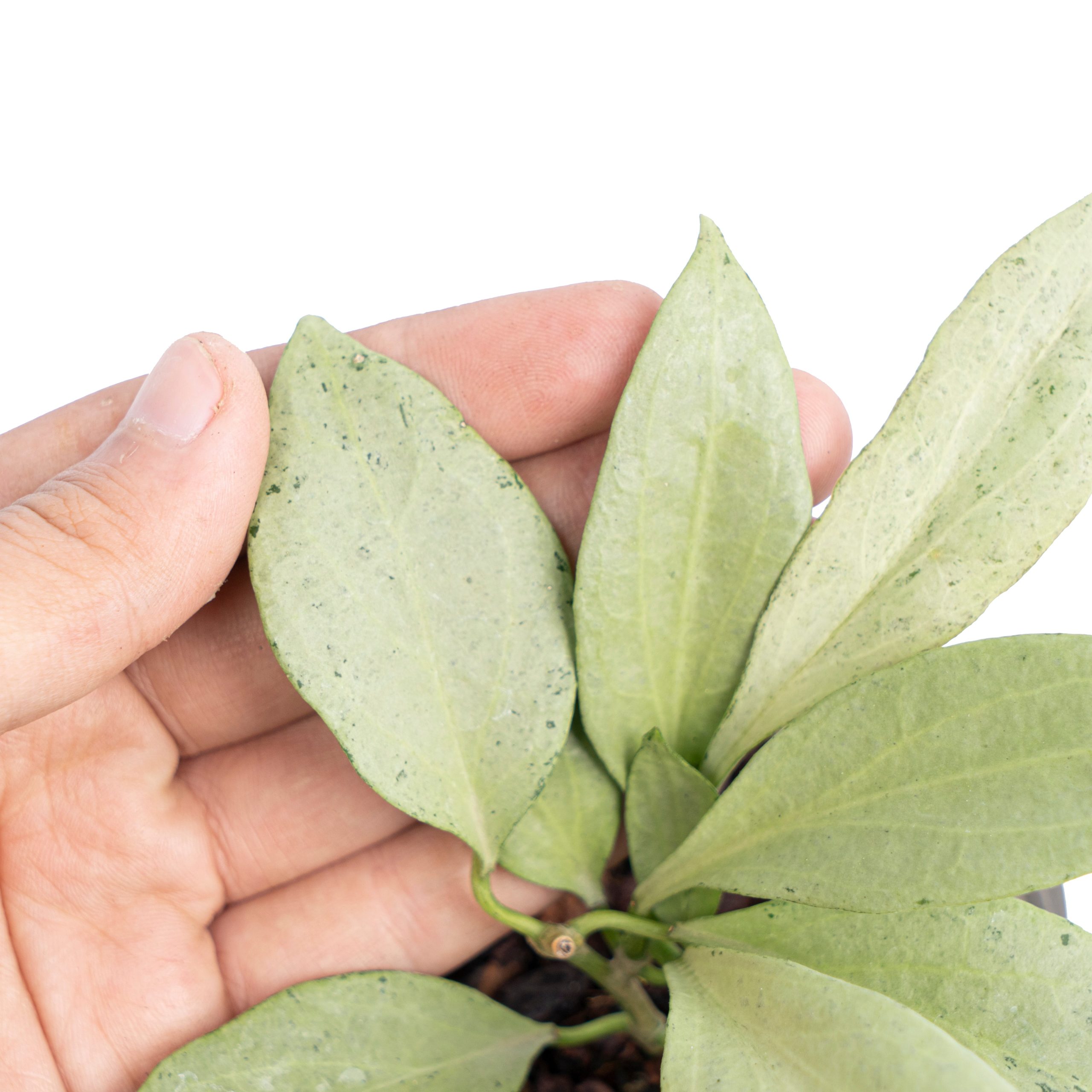 Hoya nicholsoniae New guinea ghost - Image 2