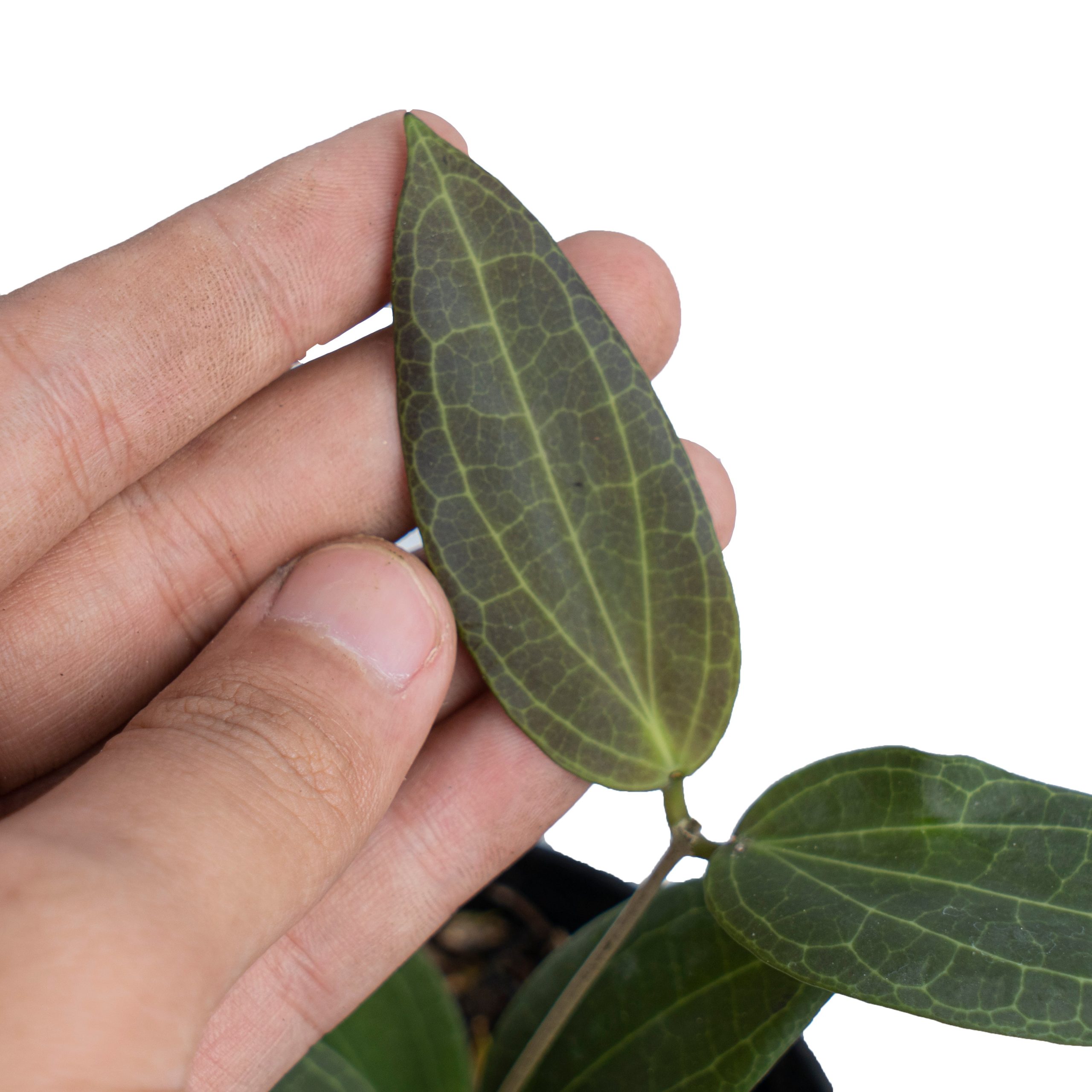 Hoya Nicholsoniae Sp Sulawesi - Image 3