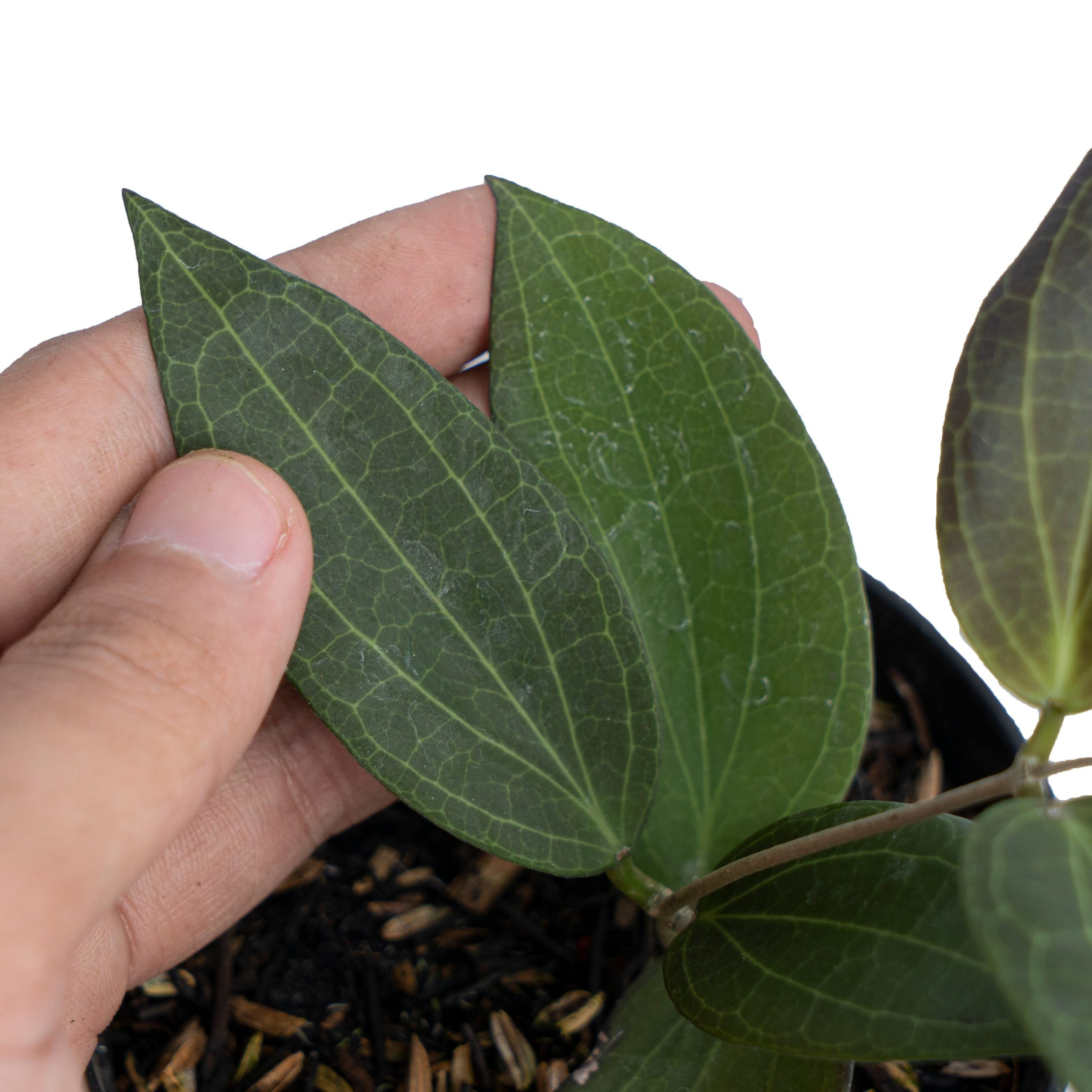 Hoya Nicholsoniae Sp Sulawesi - Image 4
