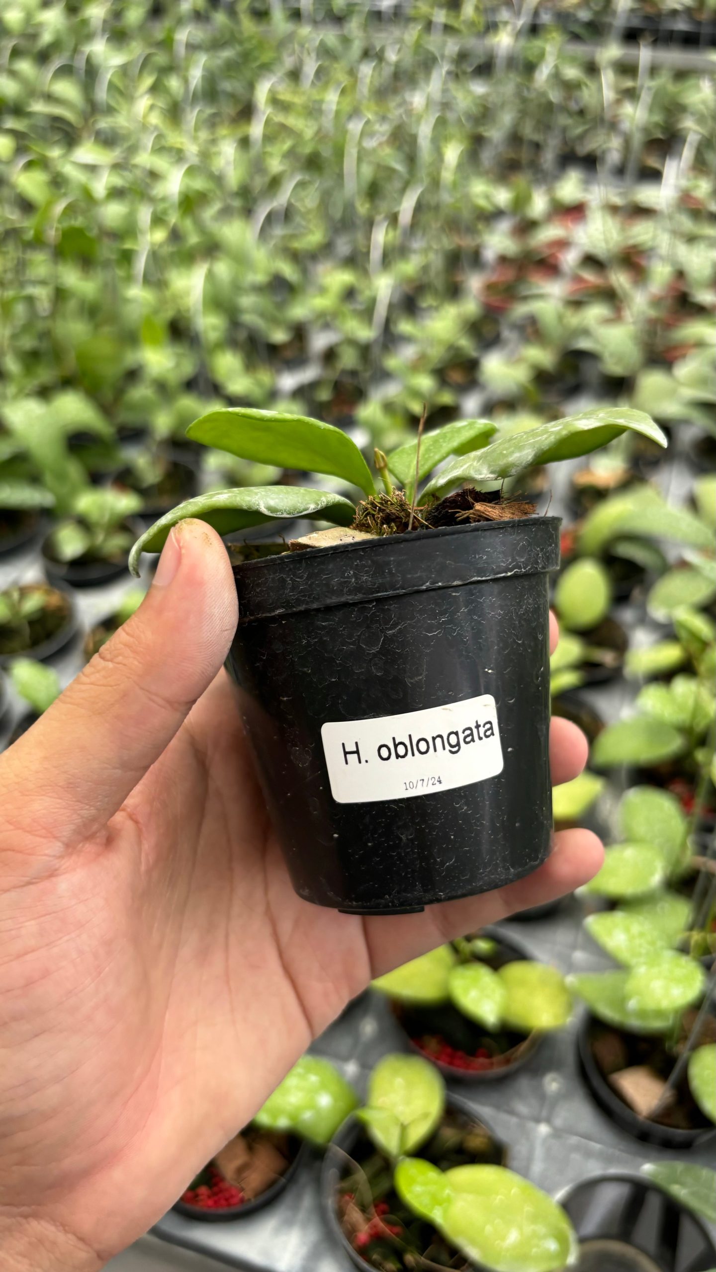 Hoya oblongata - Image 2