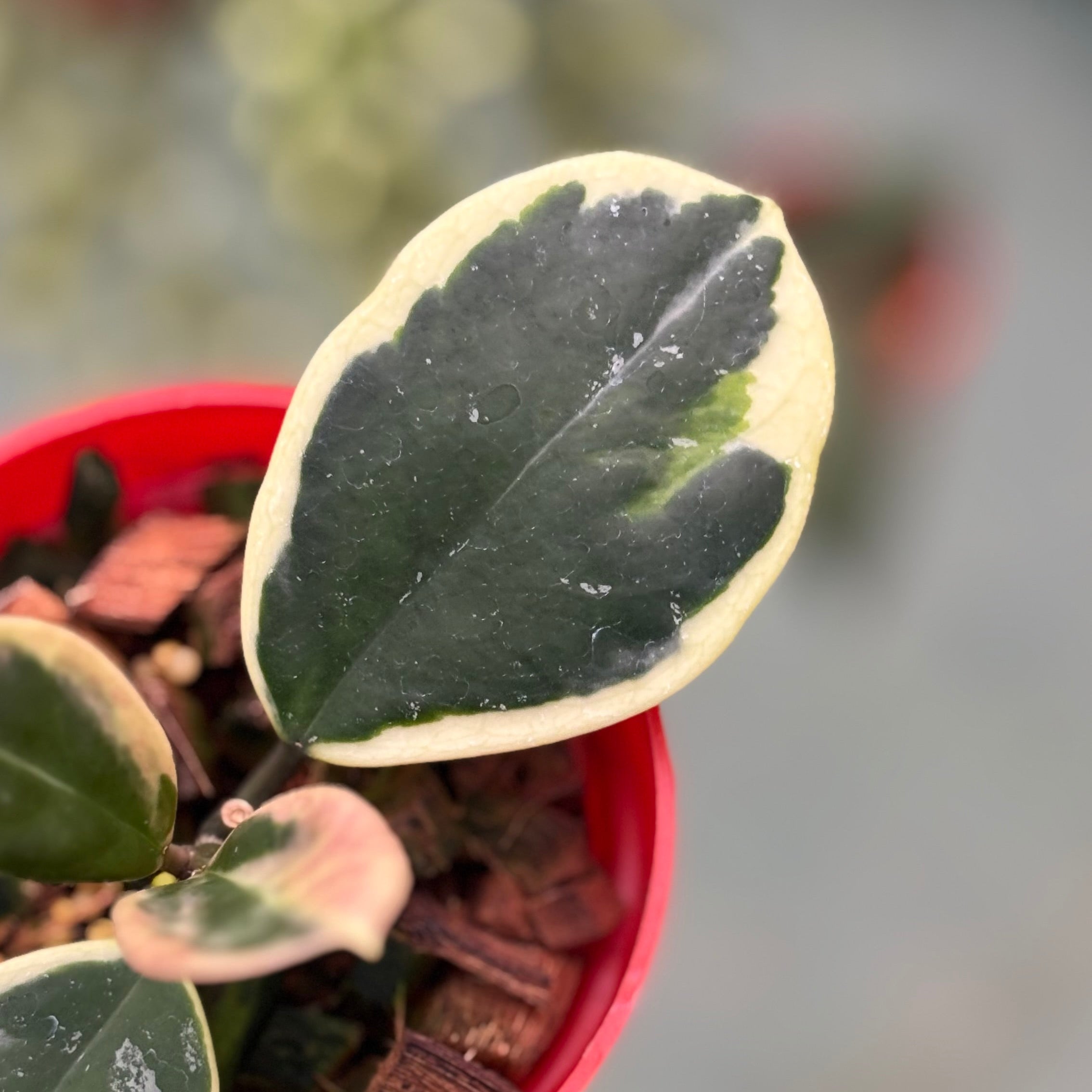 Hoya obovata albomarginata - Image 2