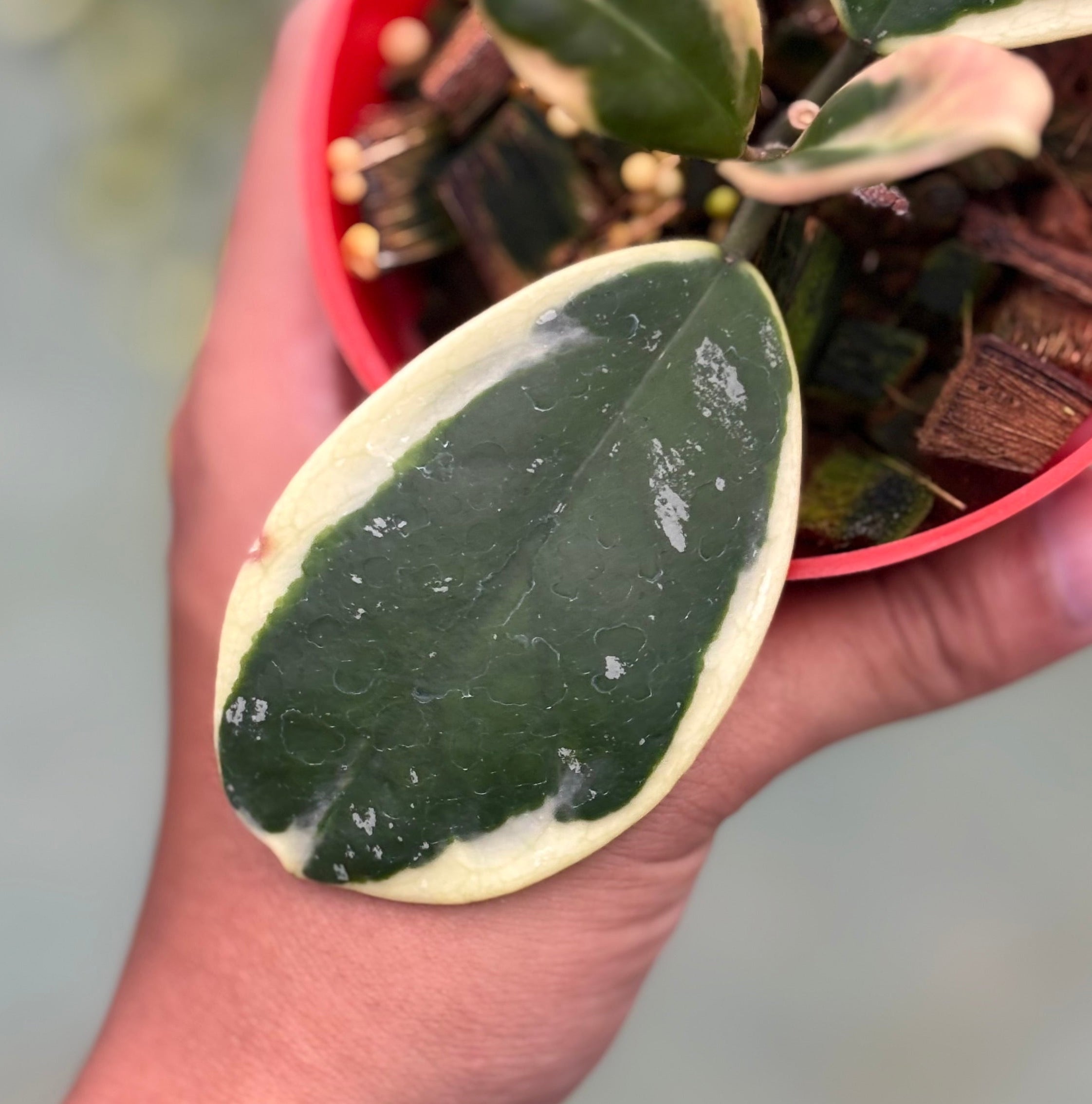Hoya obovata albomarginata - Image 3