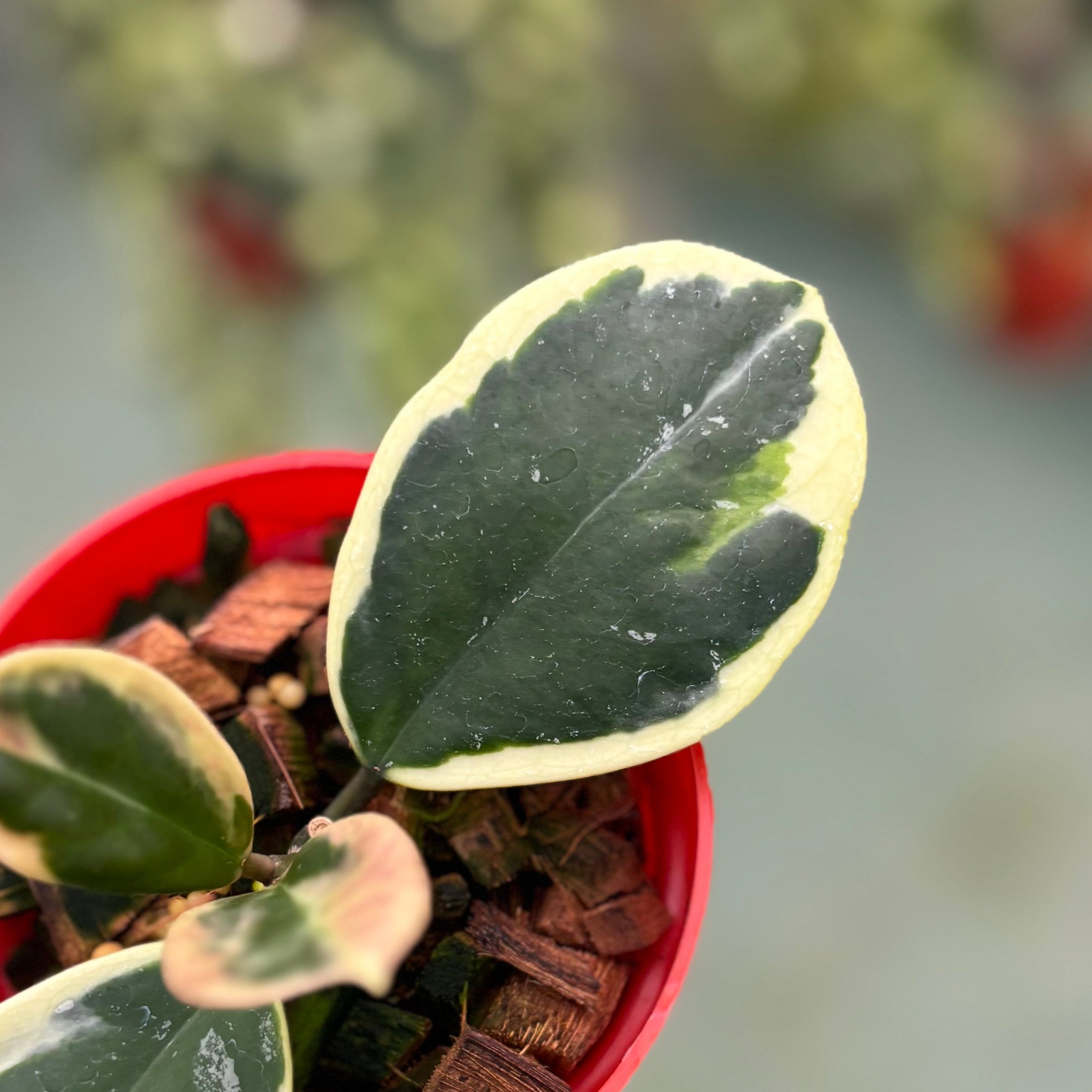 Hoya obovata albomarginata - Image 4