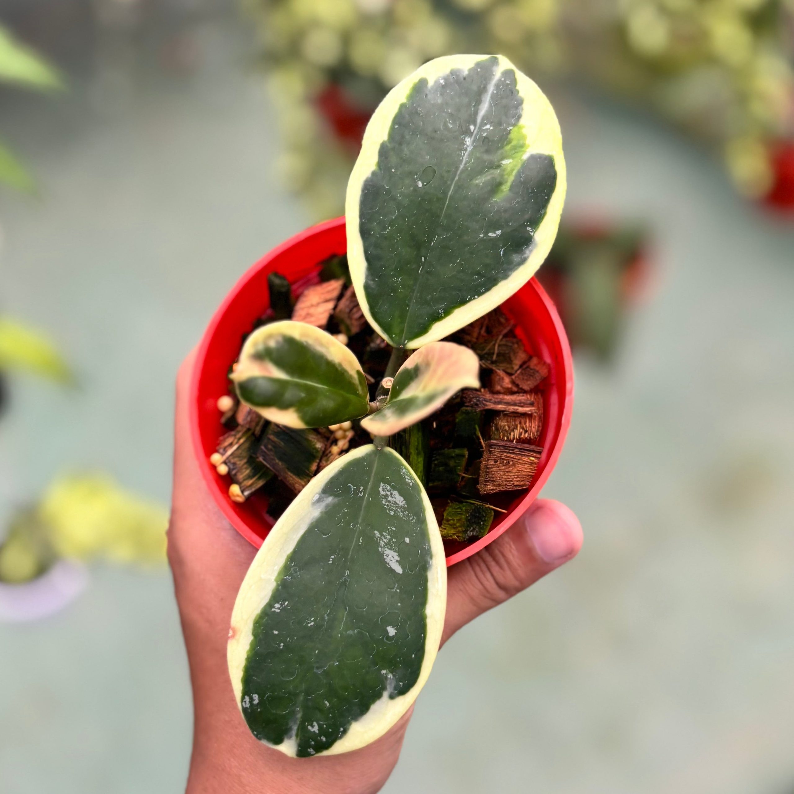 Hoya obovata albomarginata - Image 5