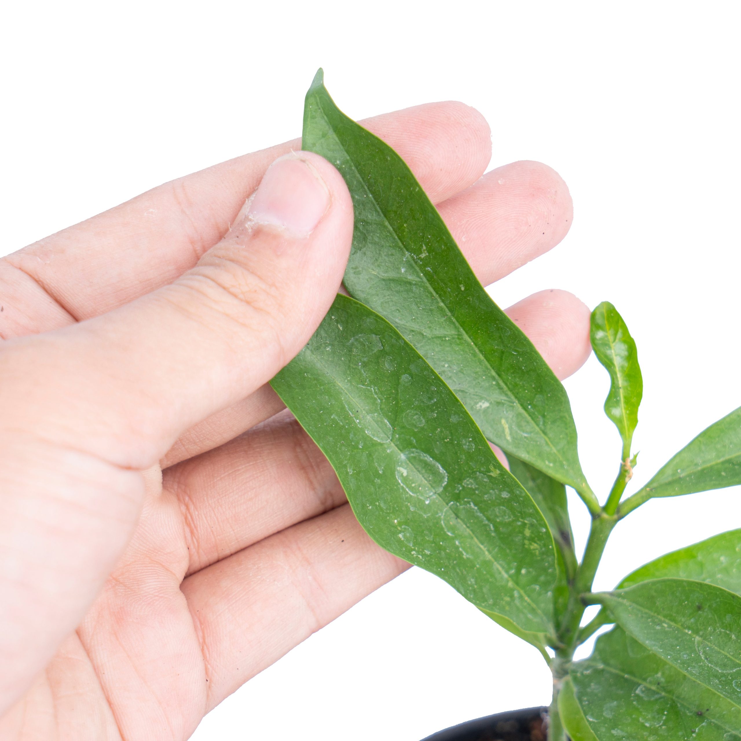 Hoya occultata - Image 2