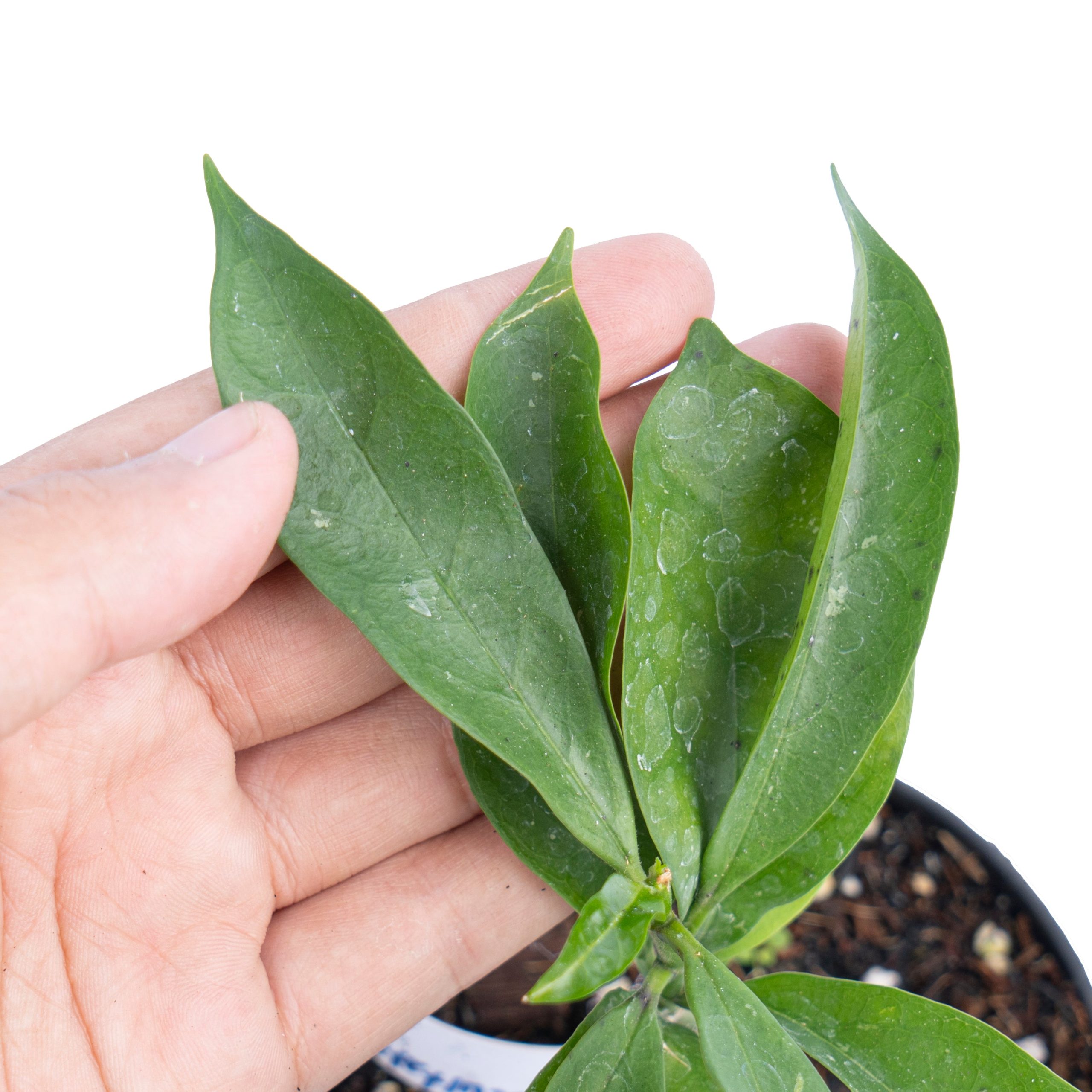 Hoya occultata - Image 3