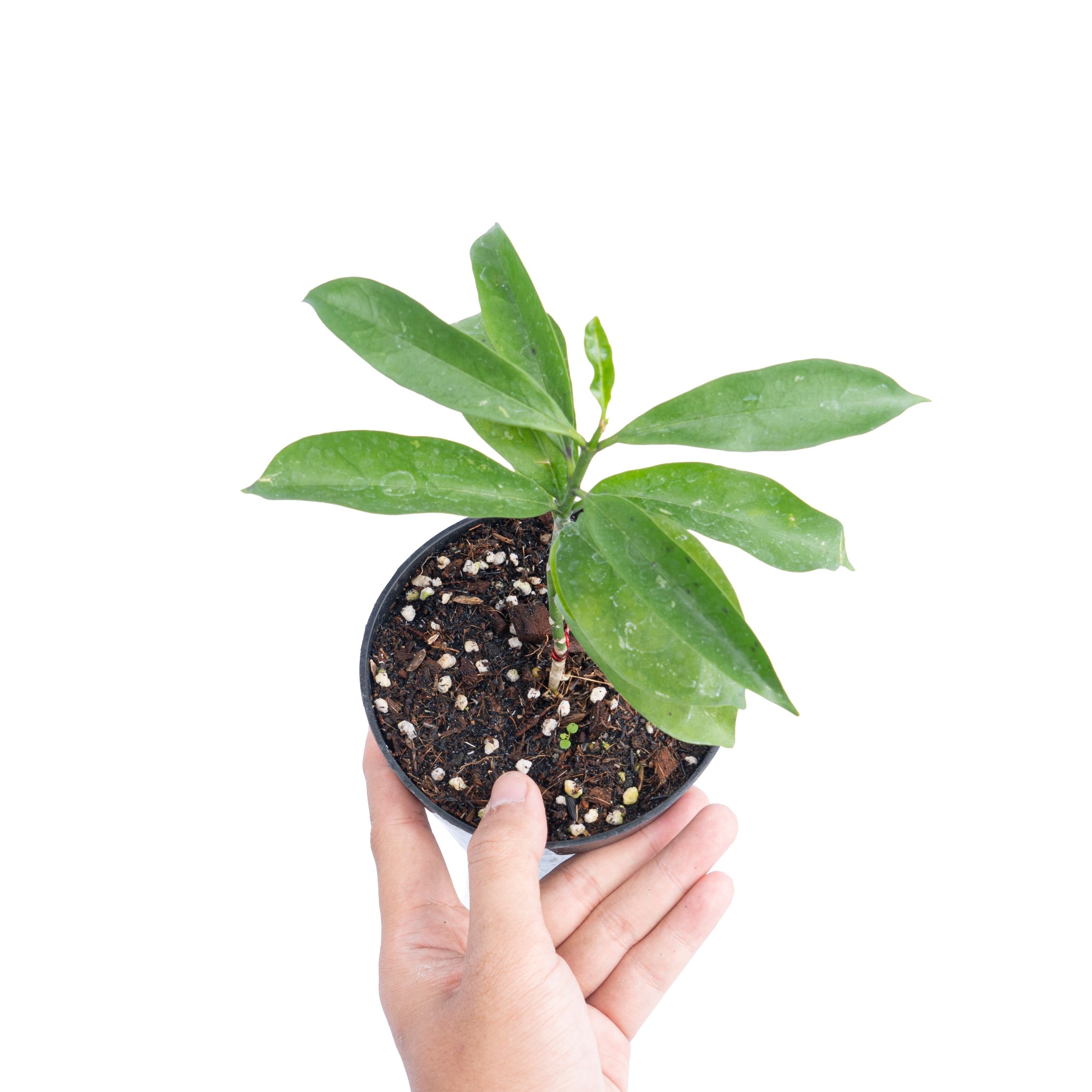 Hoya occultata - Image 4