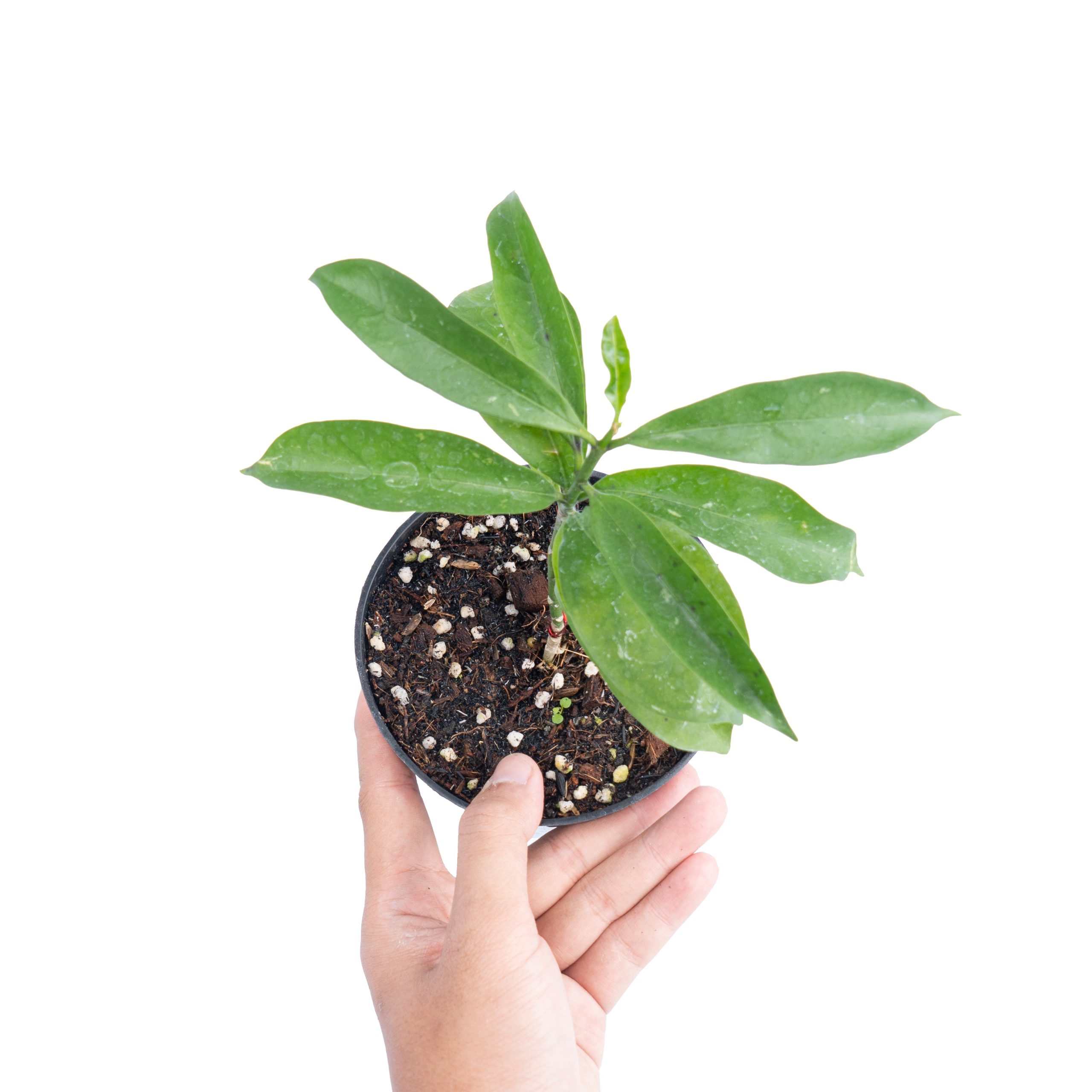Hoya occultata - Image 5