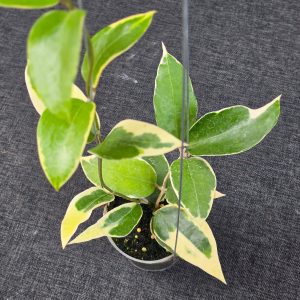 Hoya panglayensis 'Albomarginata'