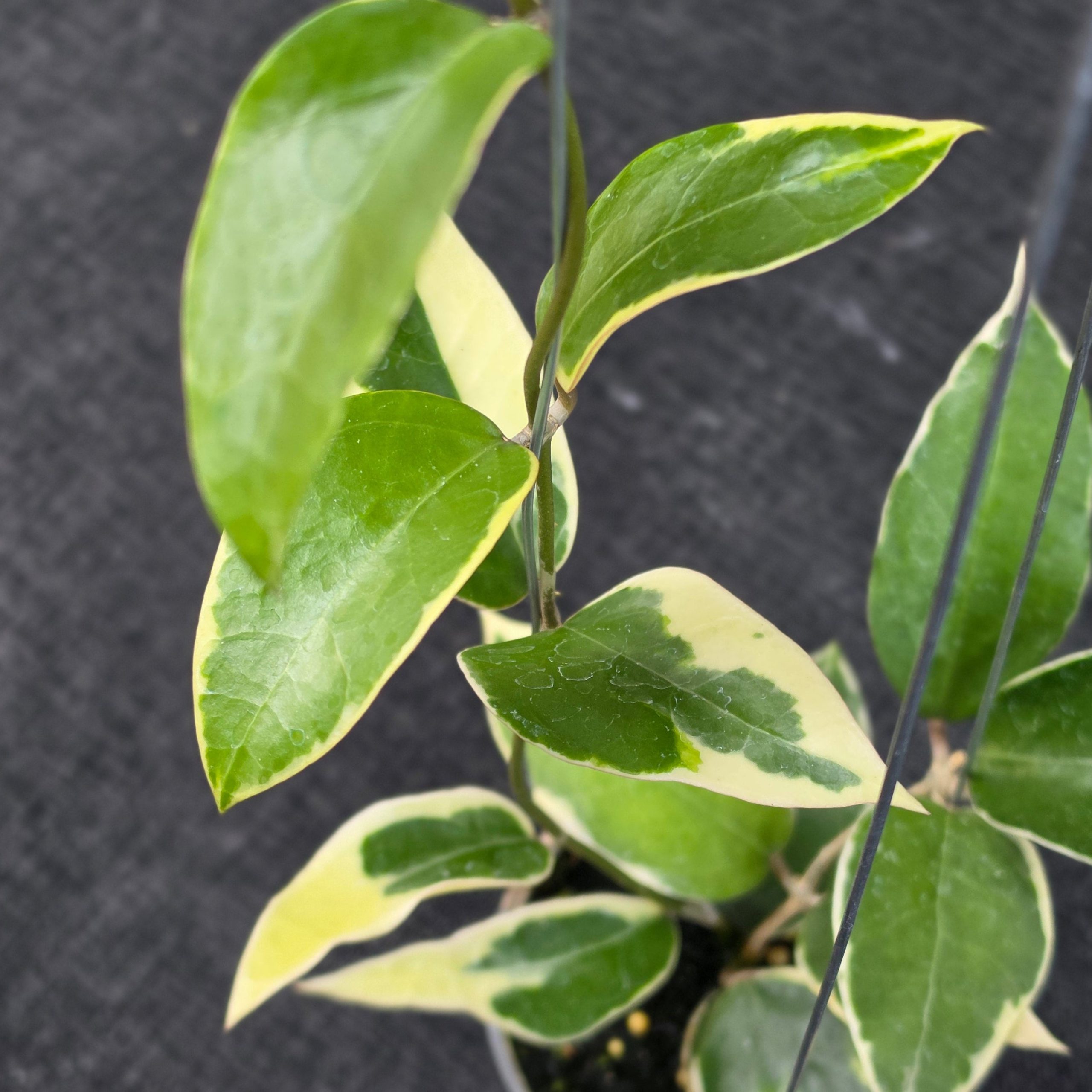 Hoya panglayensis 'Albomarginata' - Image 2