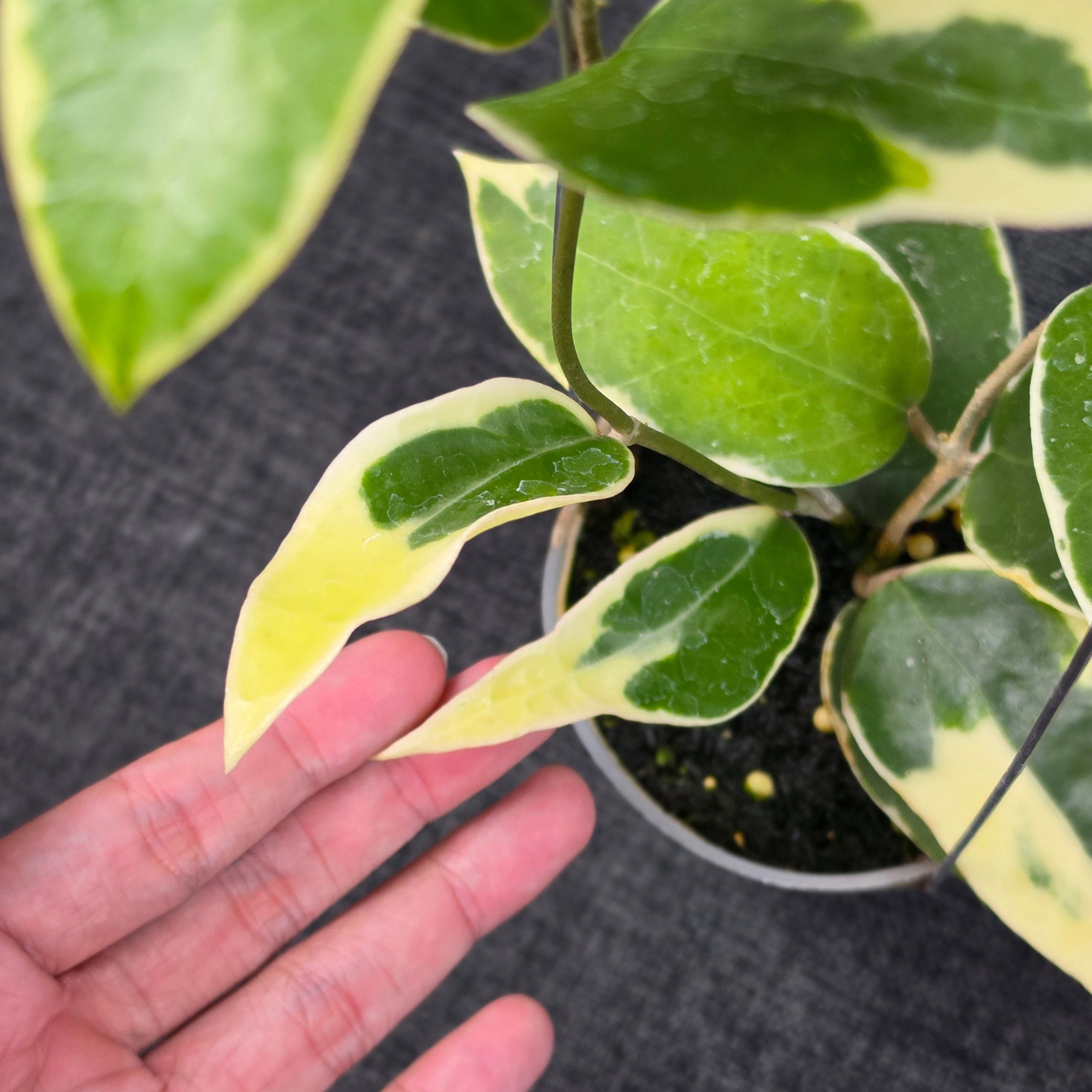 Hoya panglayensis 'Albomarginata' - Image 3